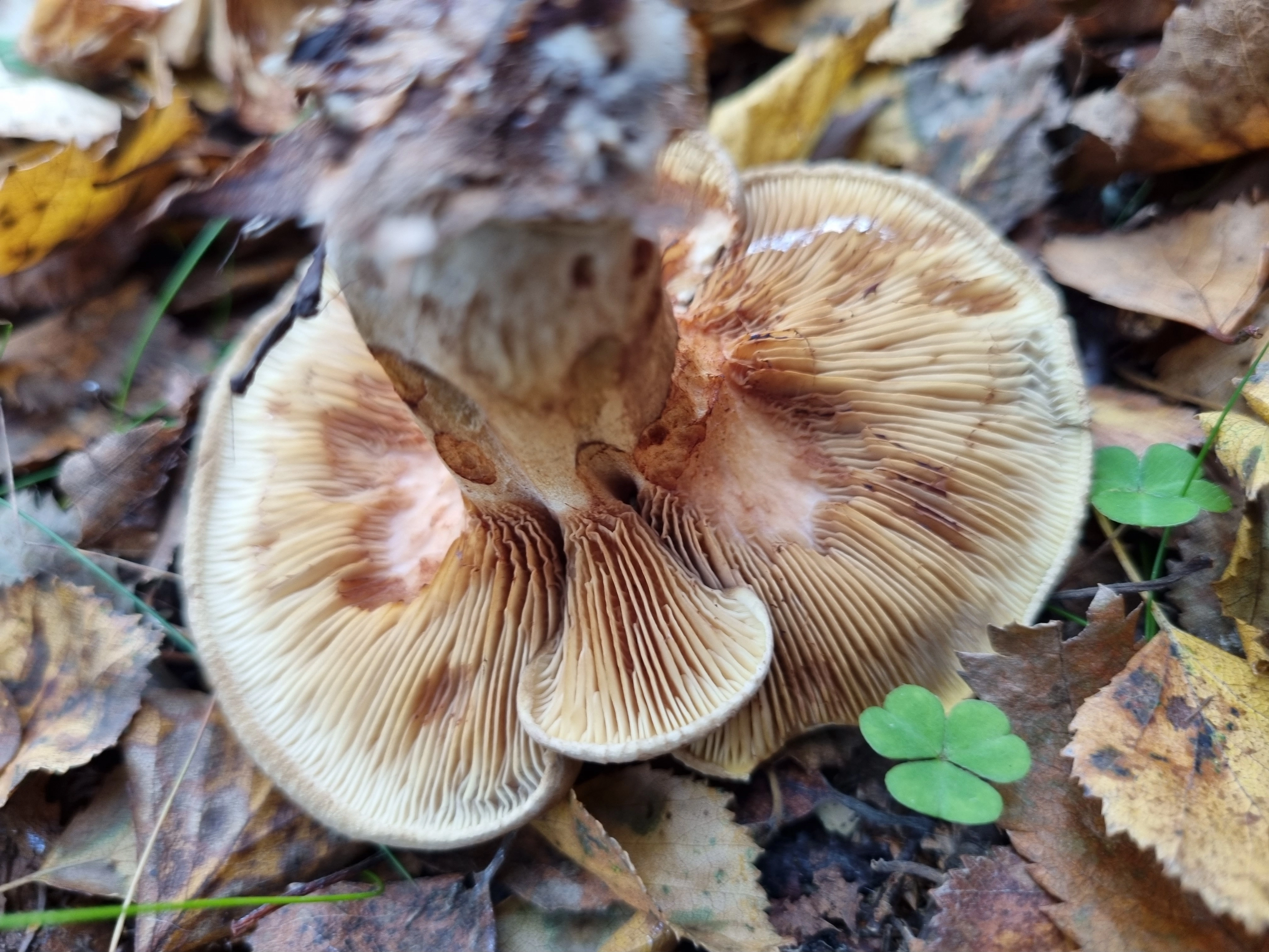 : Paxillus involutus.