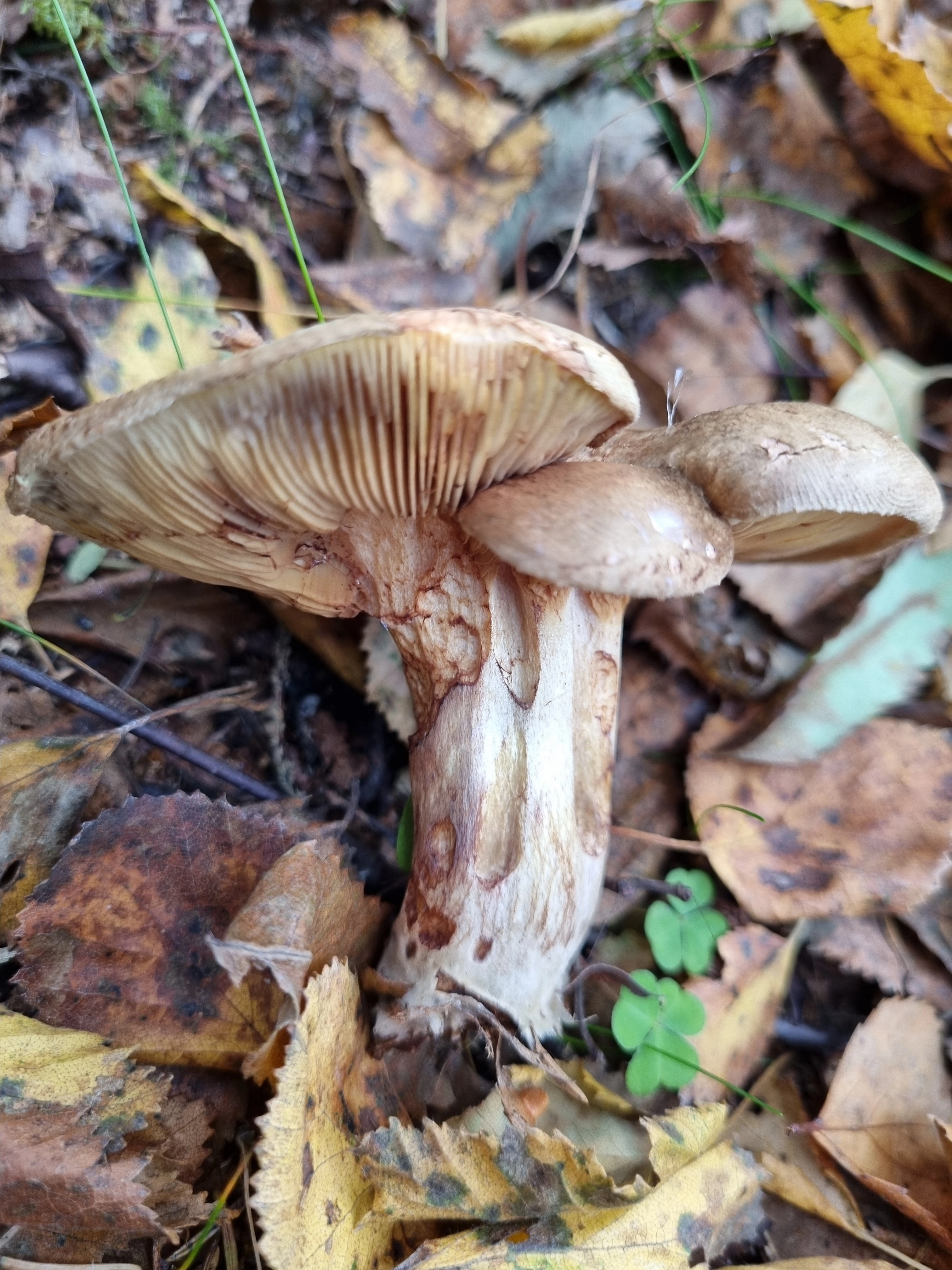 : Paxillus involutus.