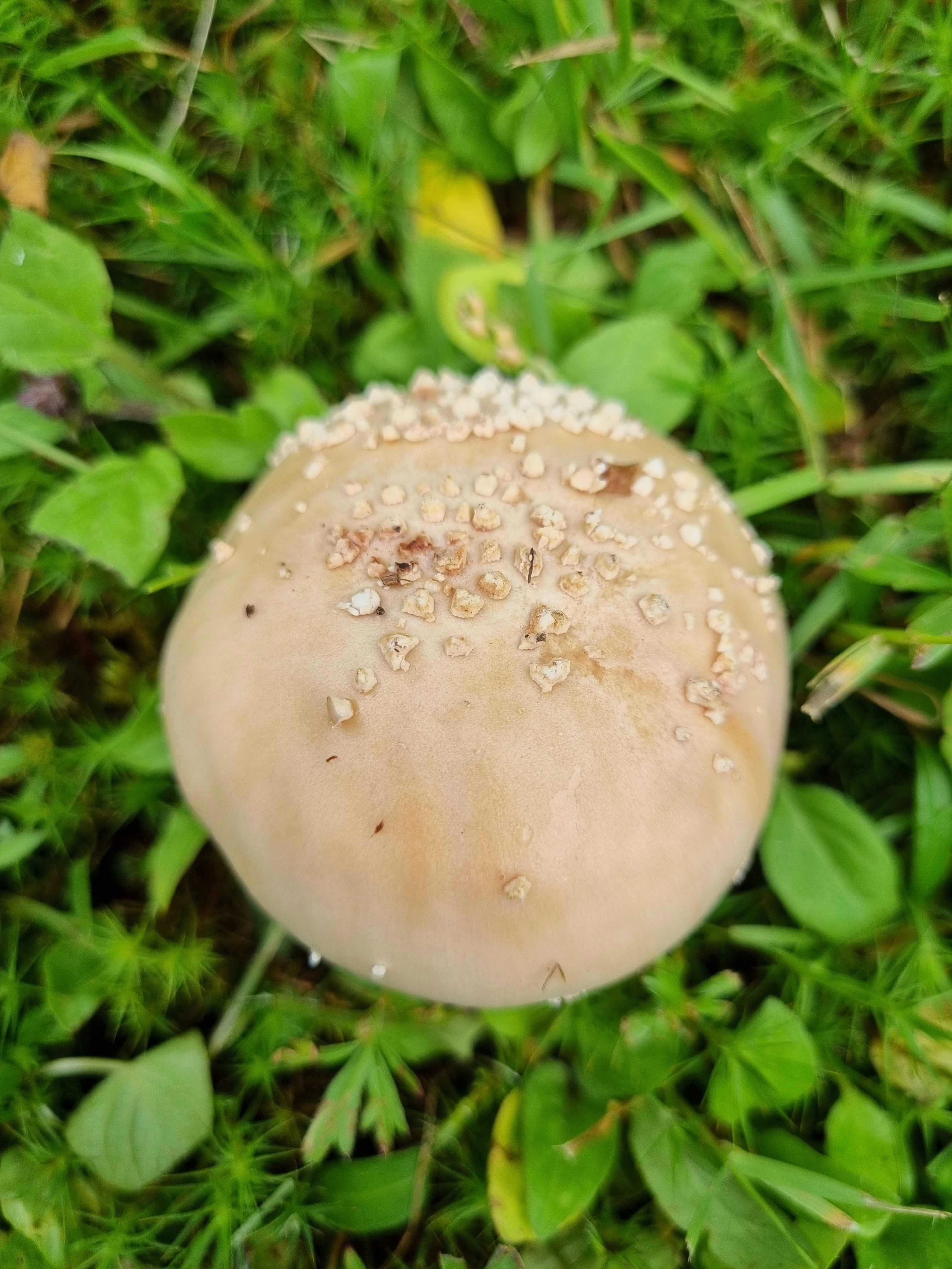 : Amanita rubescens.