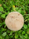 : Amanita rubescens.