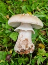 : Amanita rubescens.