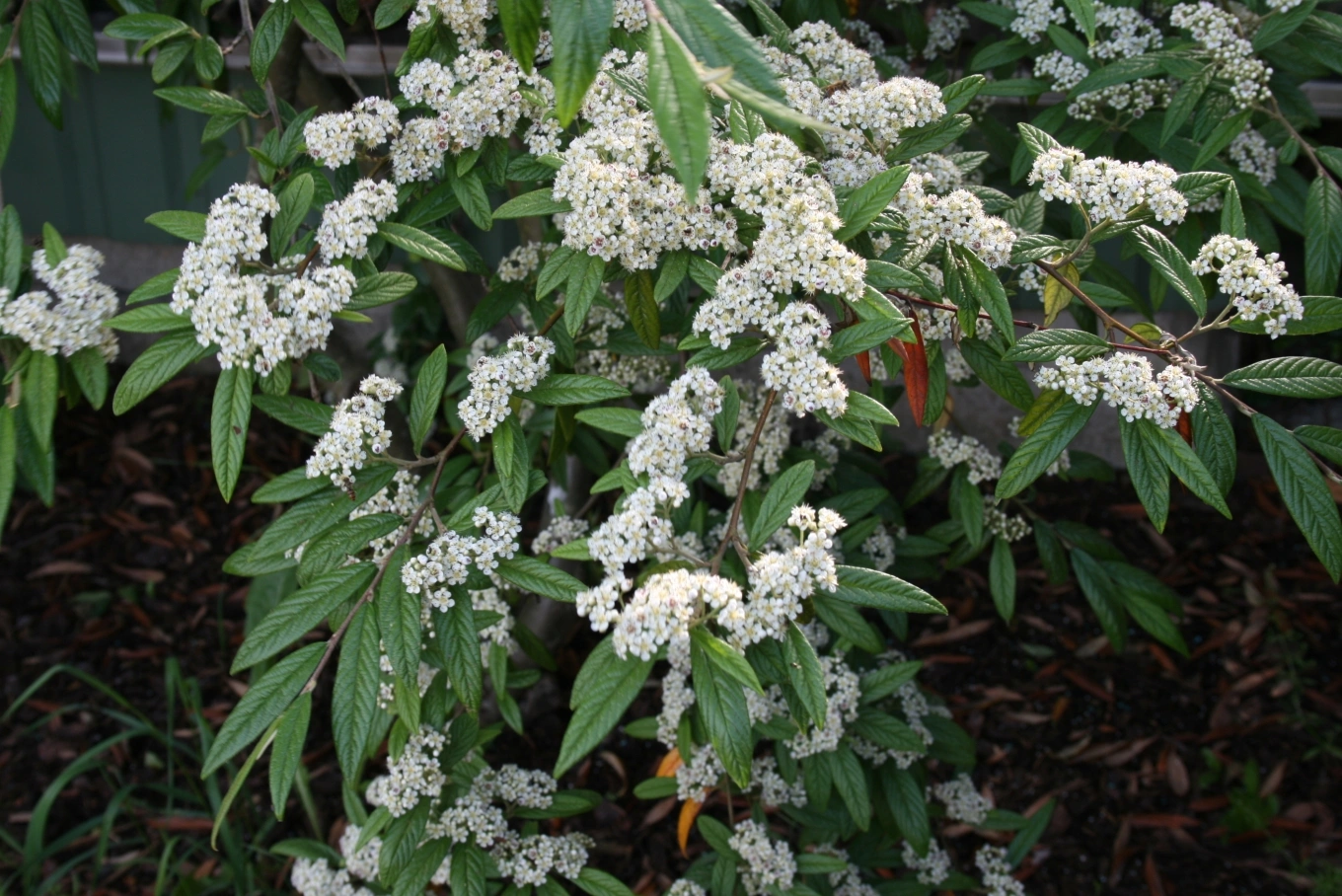 : Cotoneaster salicifolius.