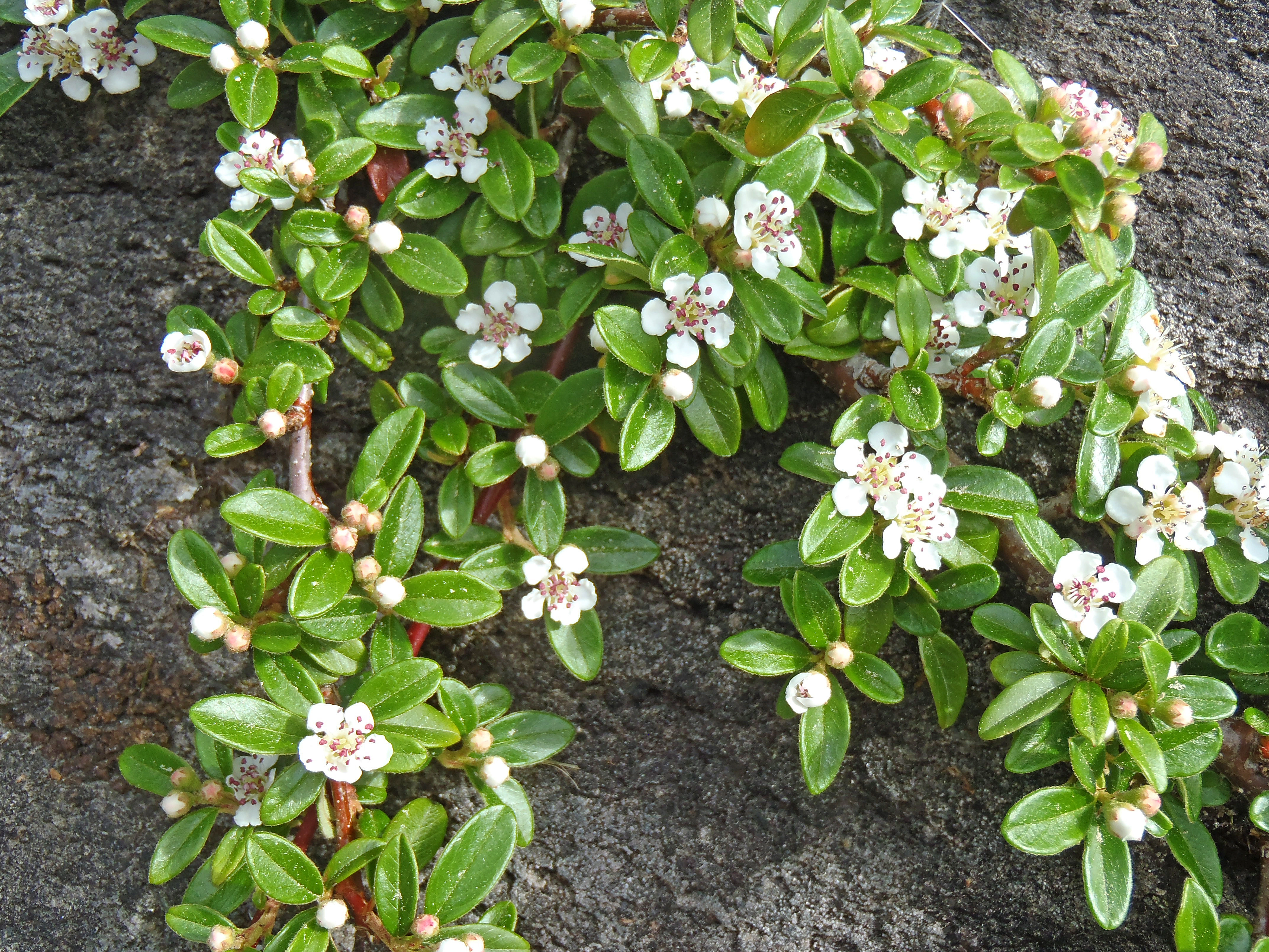 : Cotoneaster dammeri.