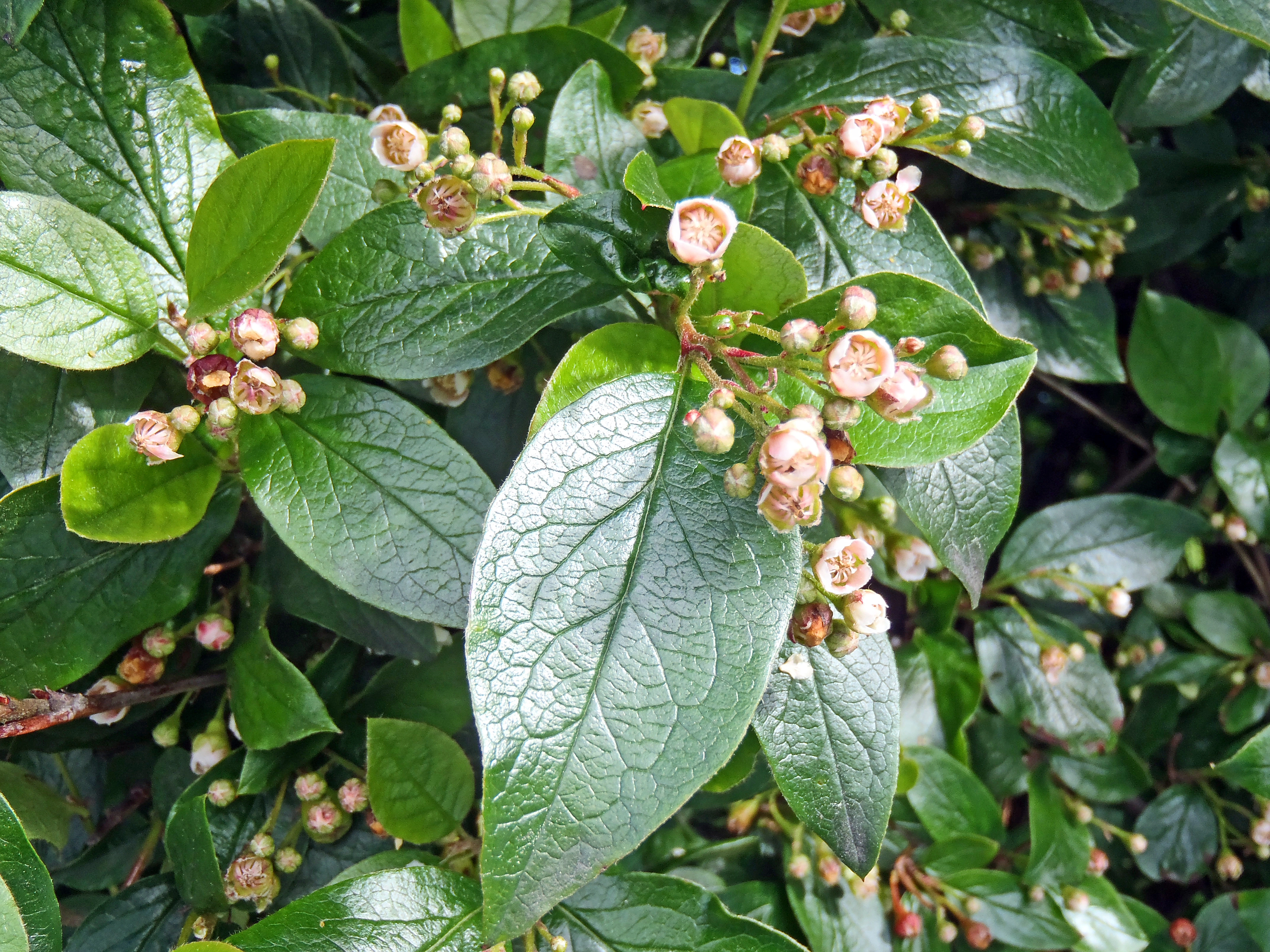 : Cotoneaster lucidus.