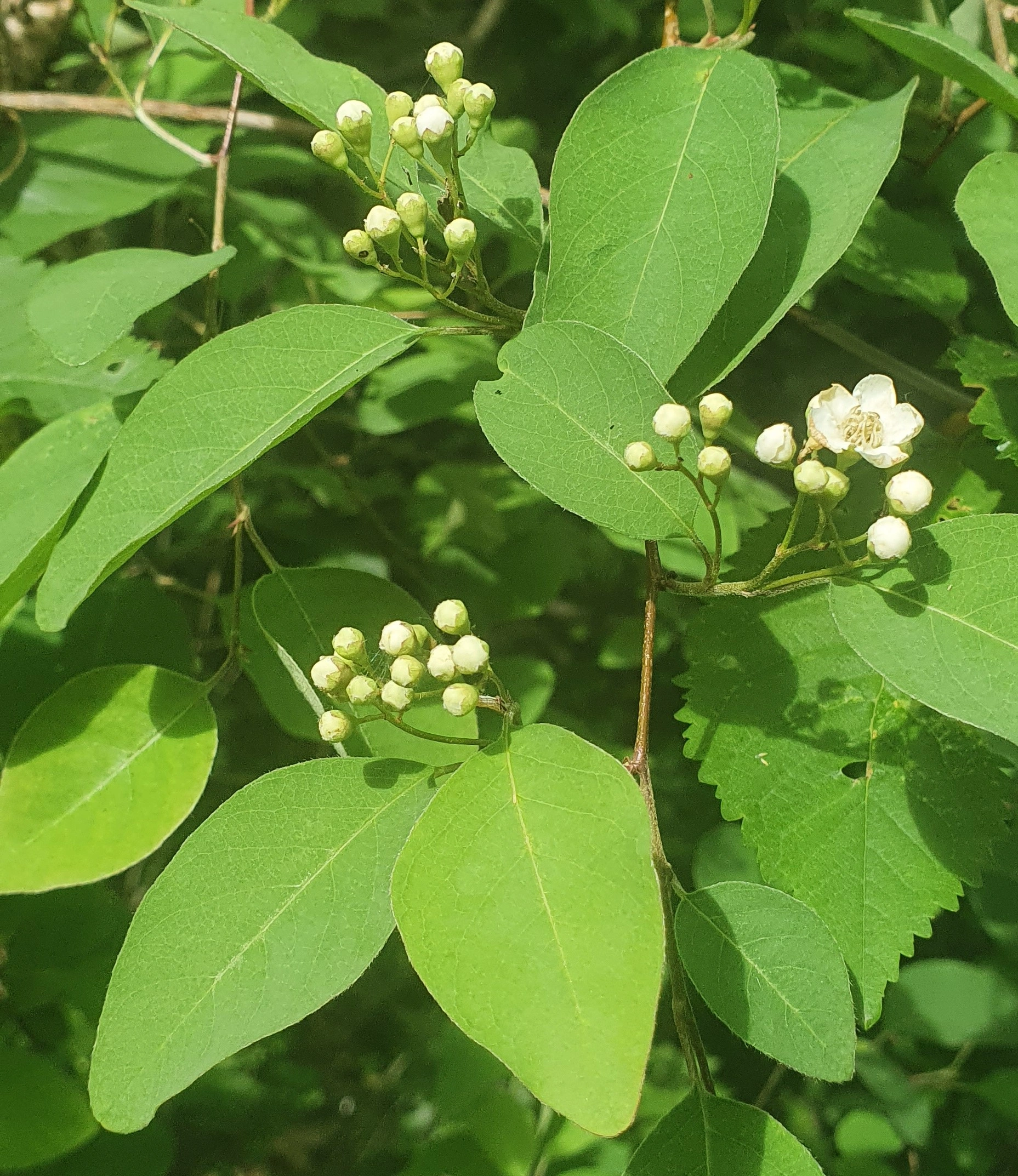 : Cotoneaster multiflorus.