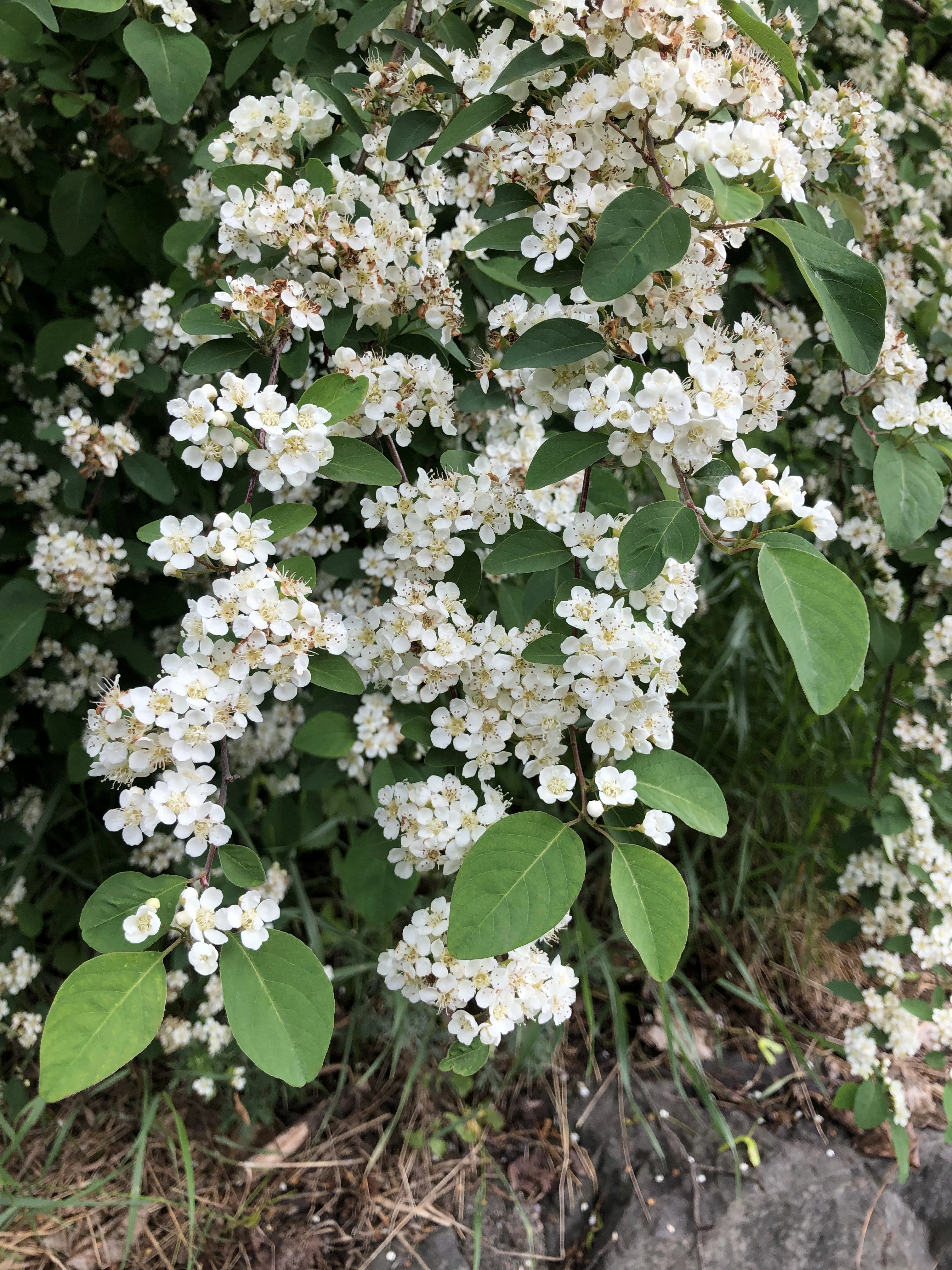 : Cotoneaster multiflorus.