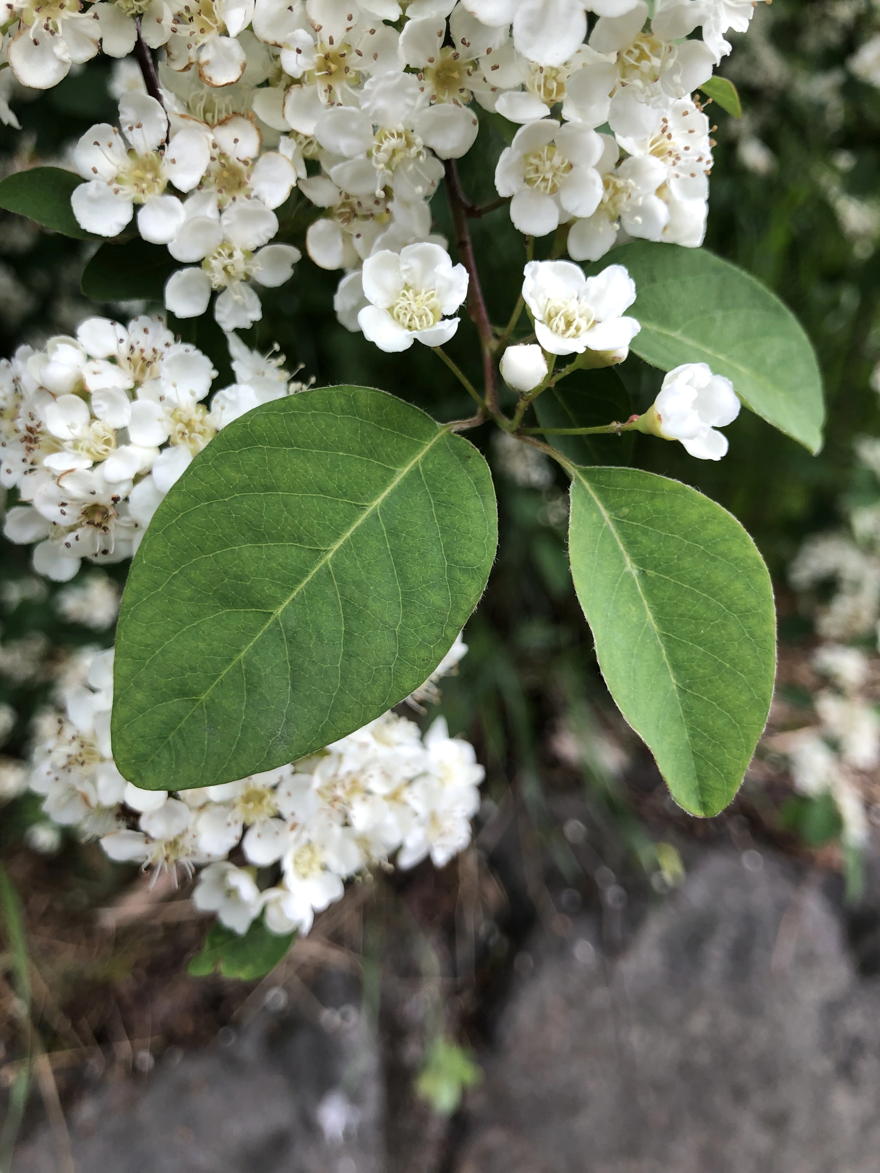 : Cotoneaster multiflorus.