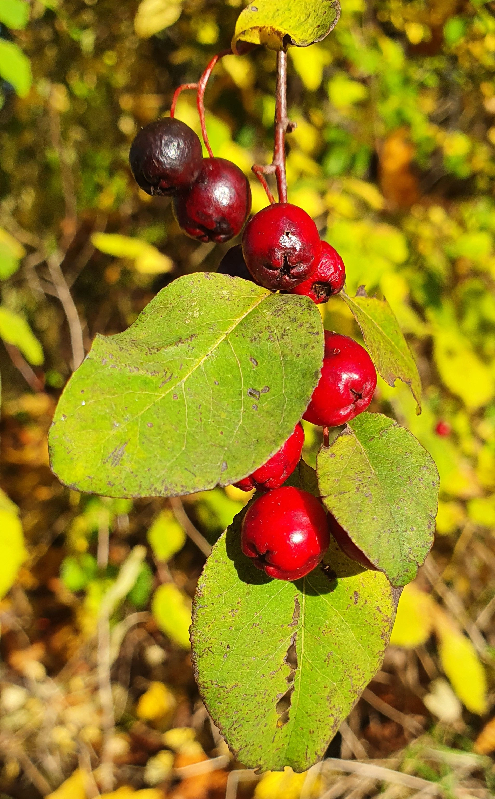 : Cotoneaster multiflorus.