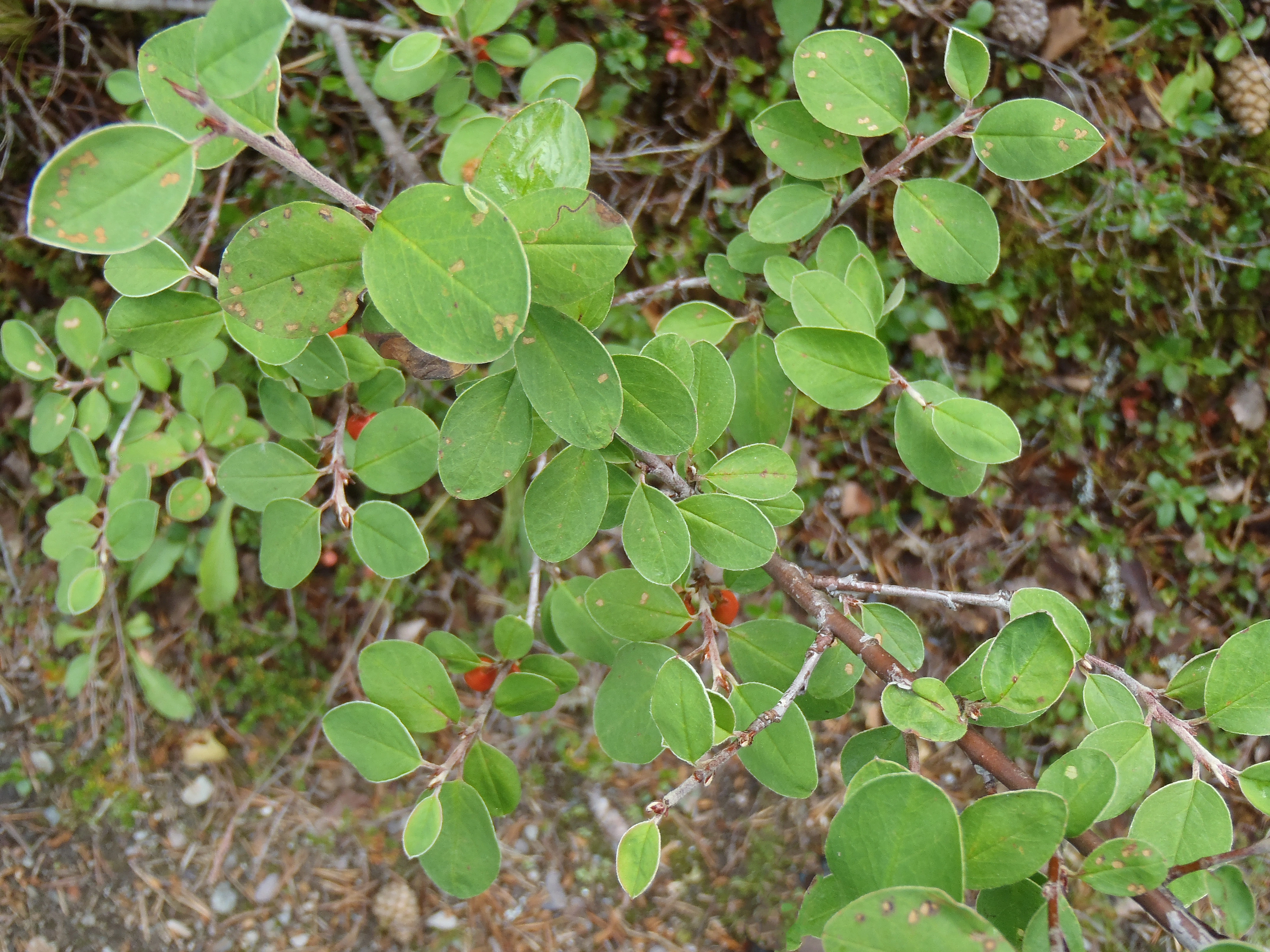 : Cotoneaster scandinavicus.