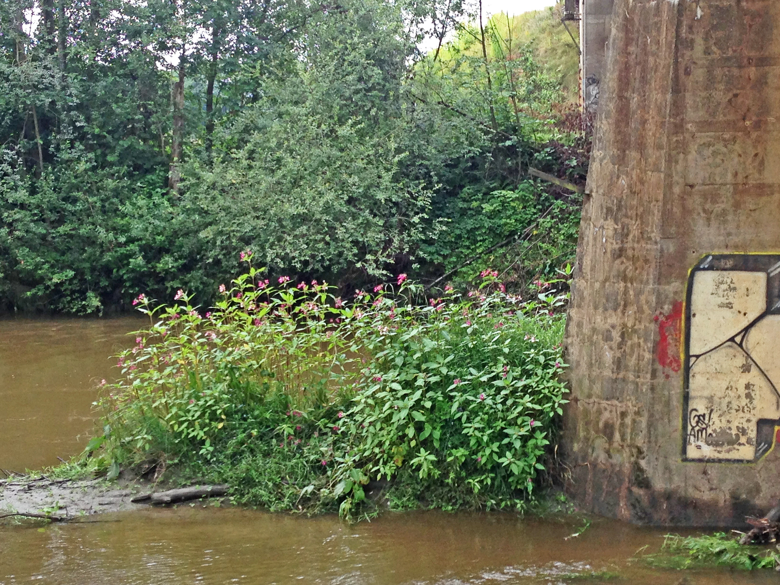 : Impatiens glandulifera.