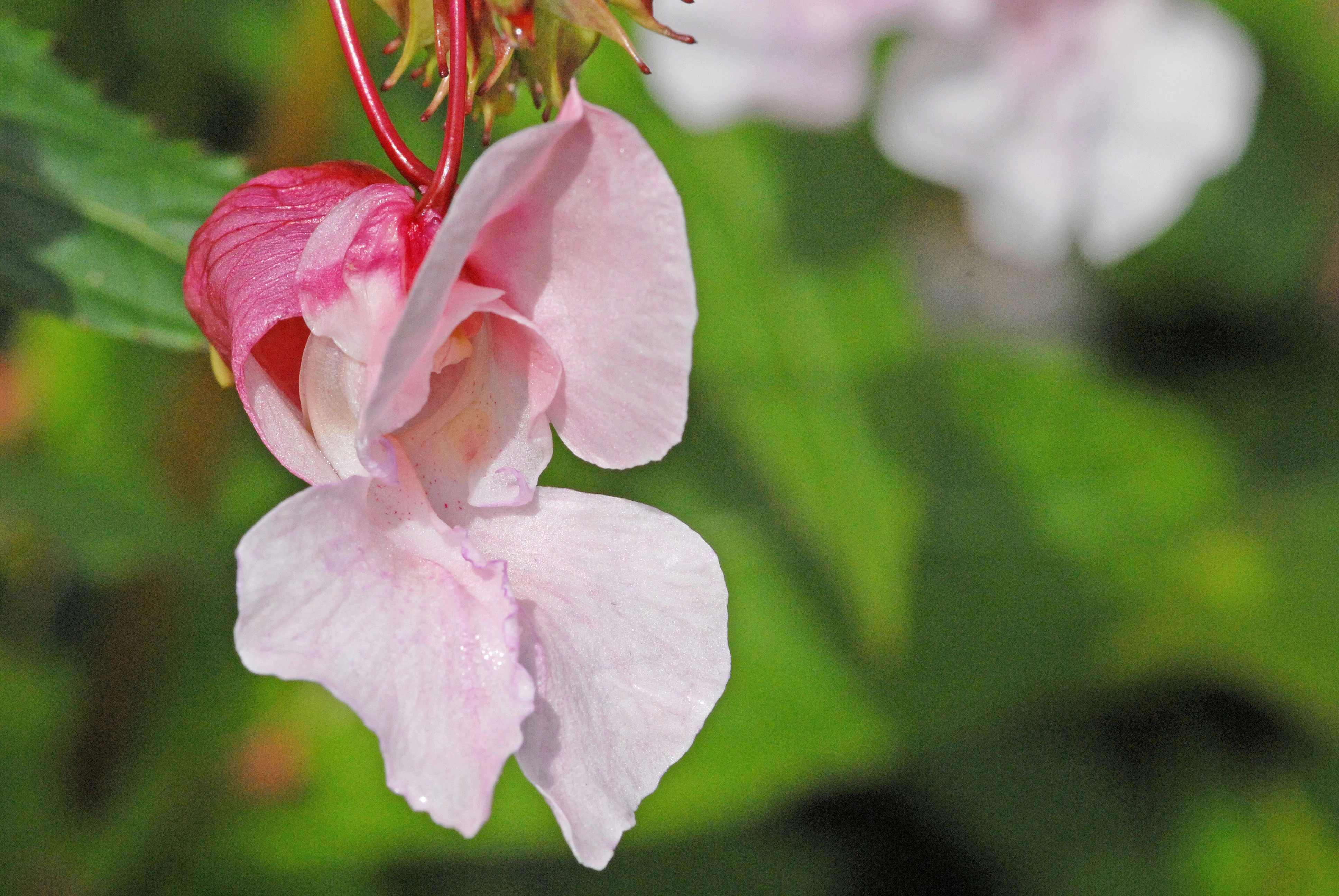 : Impatiens glandulifera.