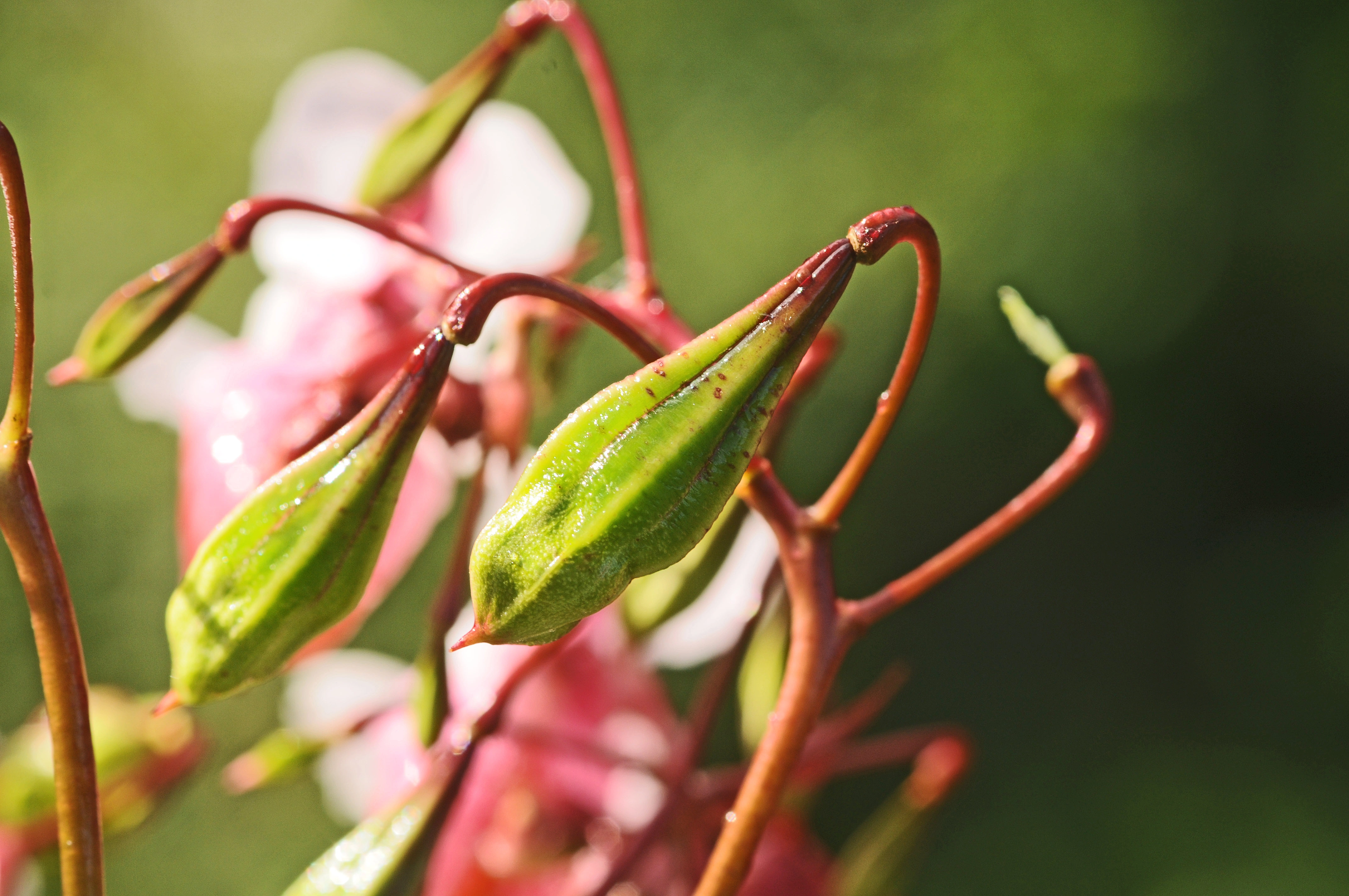 : Impatiens glandulifera.