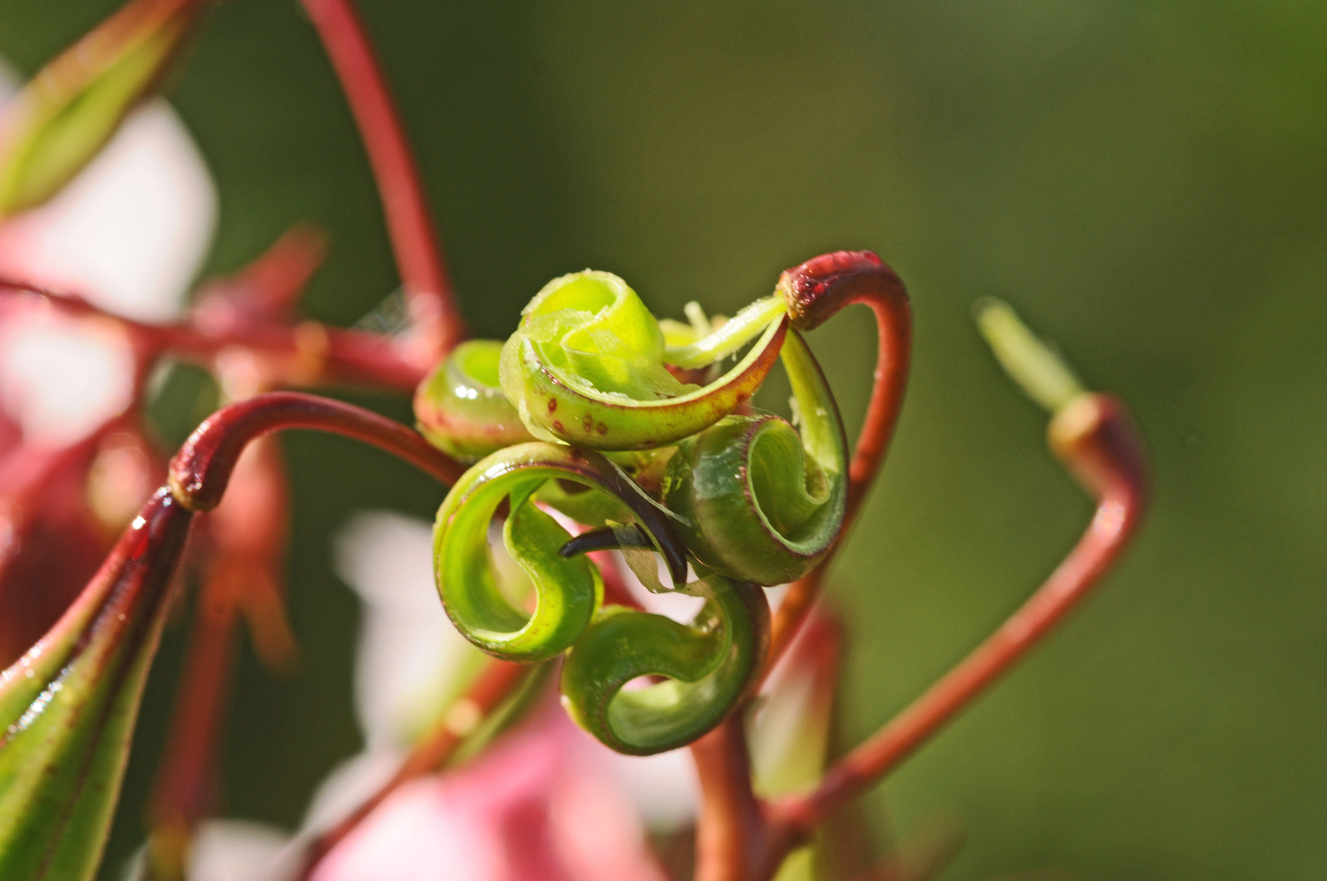 : Impatiens glandulifera.