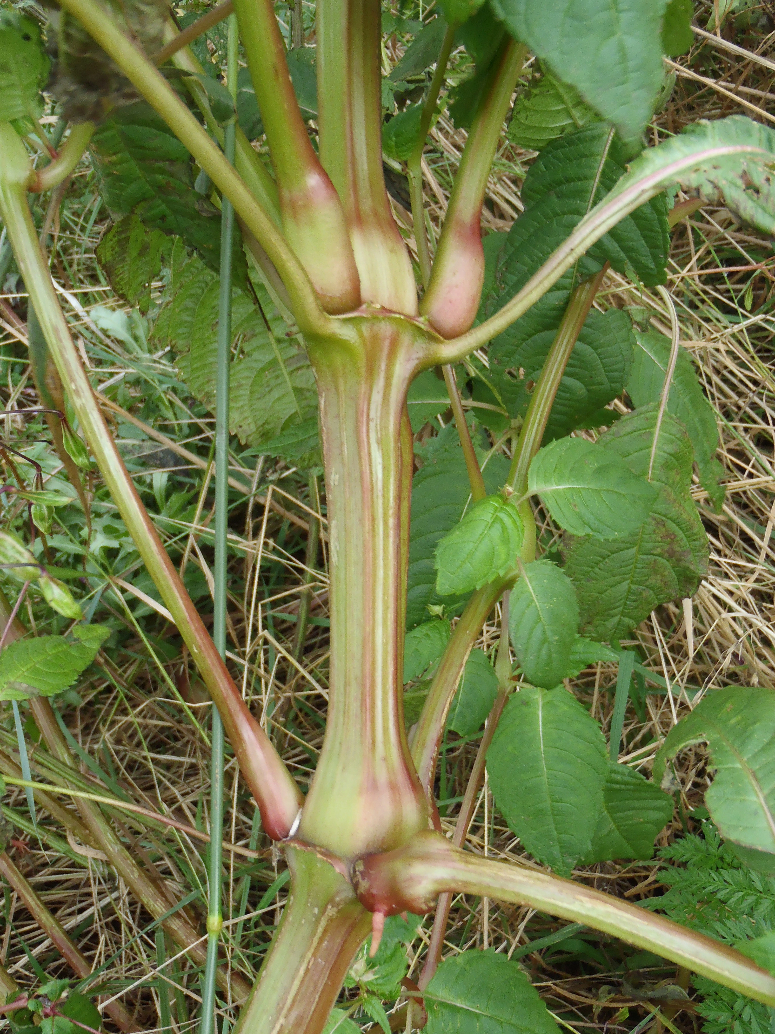 : Impatiens glandulifera.