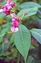 : Impatiens glandulifera.