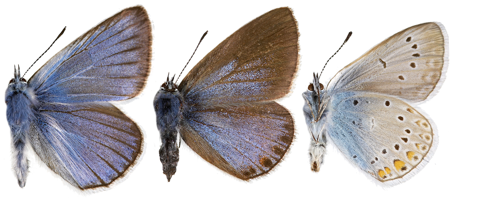 : Polyommatus amandus.