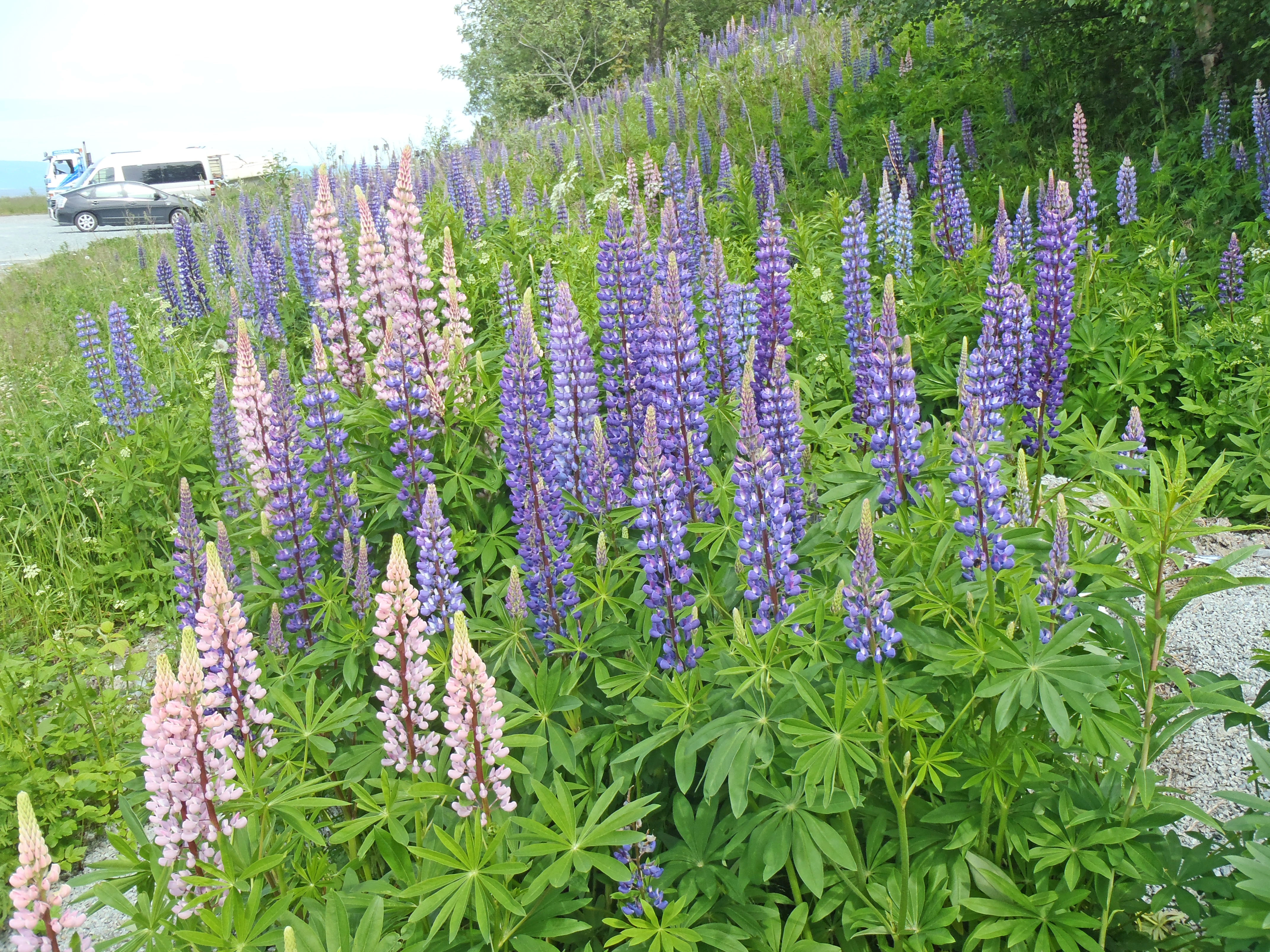 : Lupinus polyphyllus.