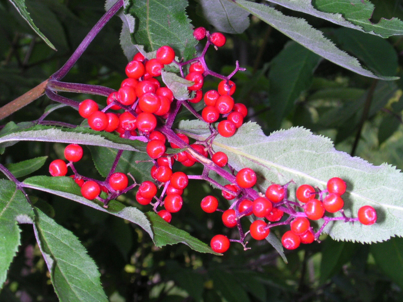 : Sambucus racemosa pubens.