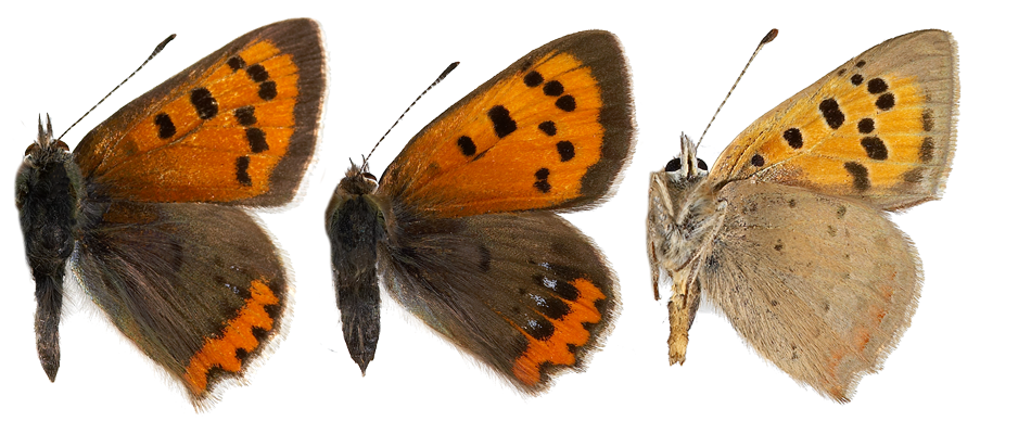 : Lycaena phlaeas.