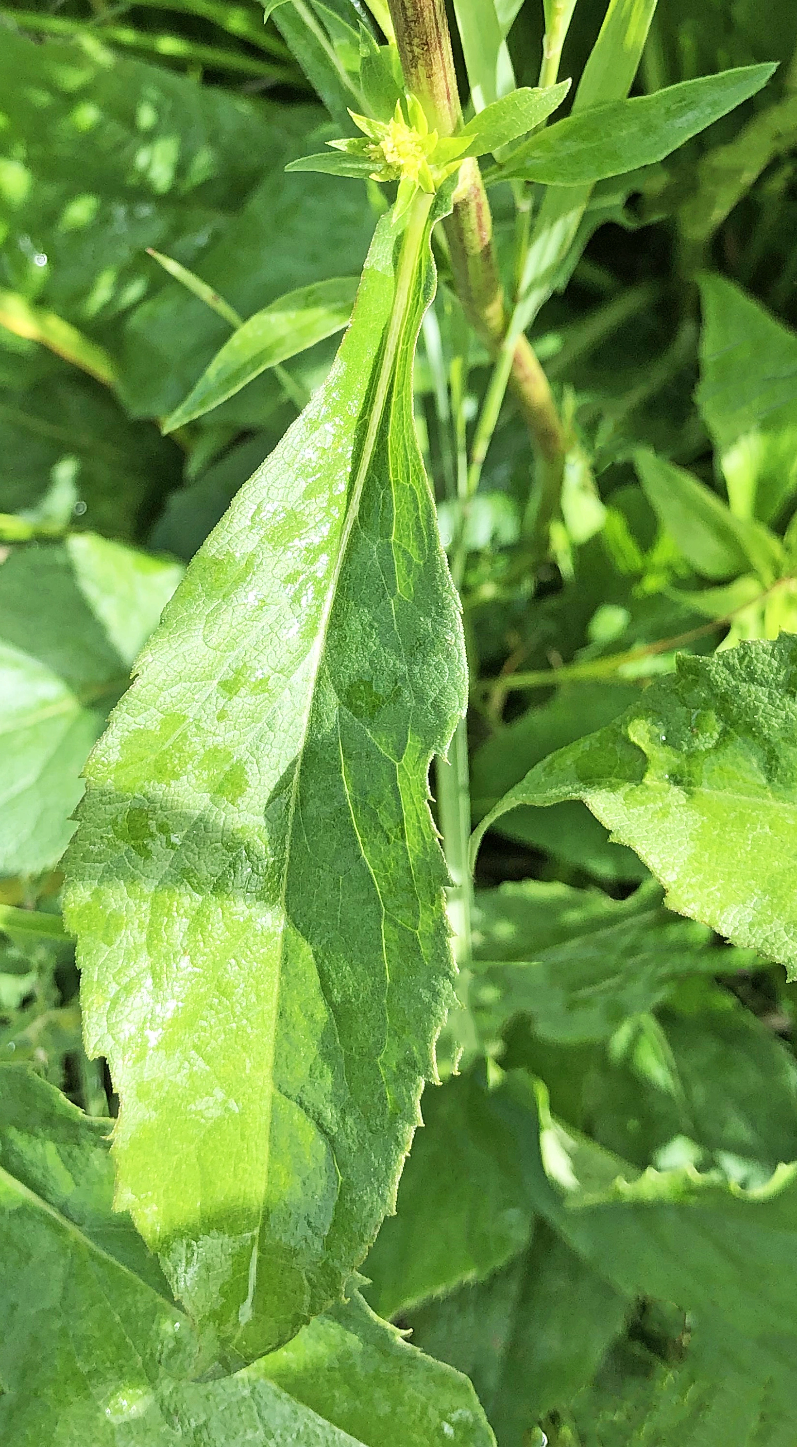 : Solidago virgaurea.