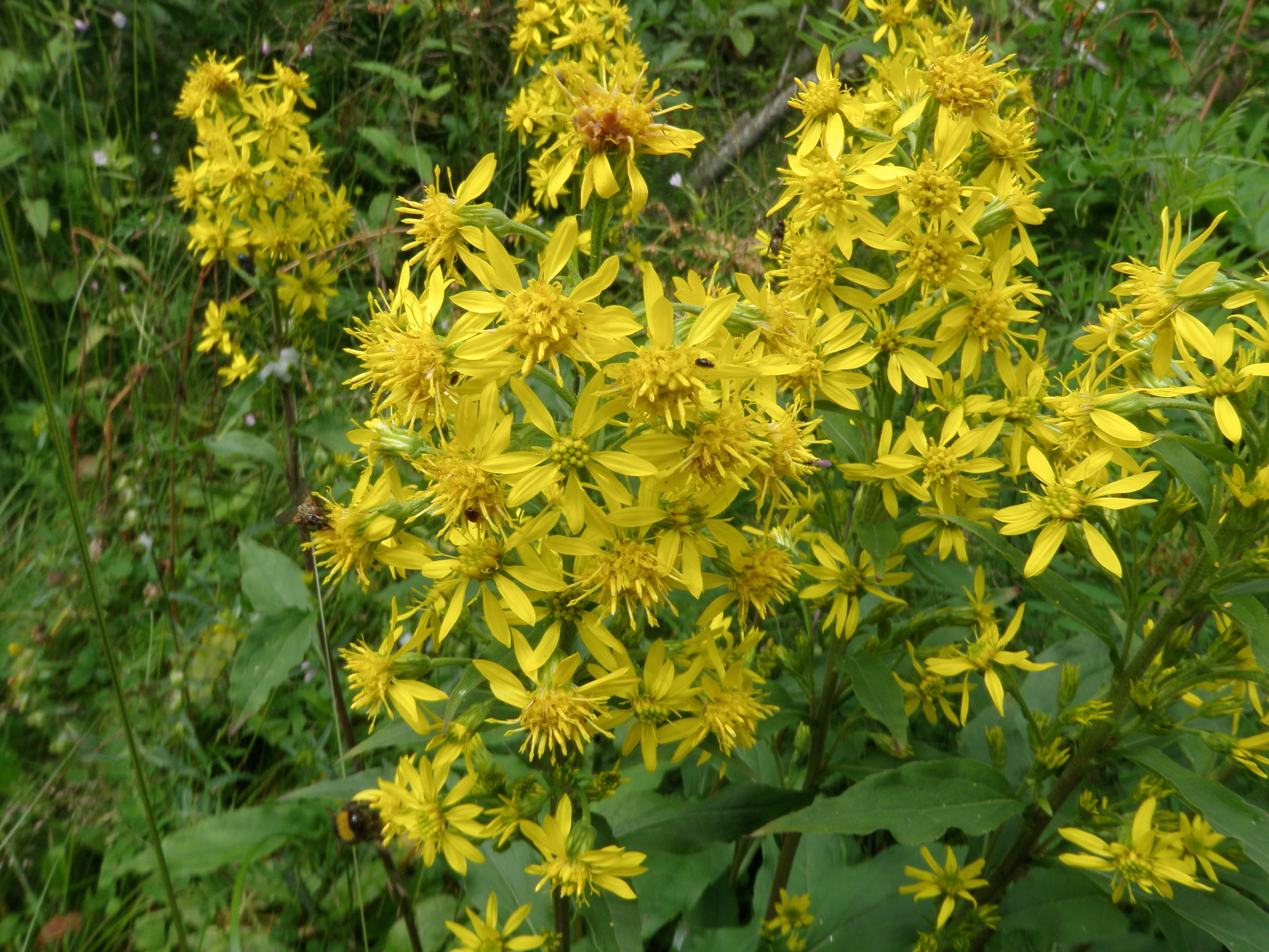 : Solidago virgaurea.