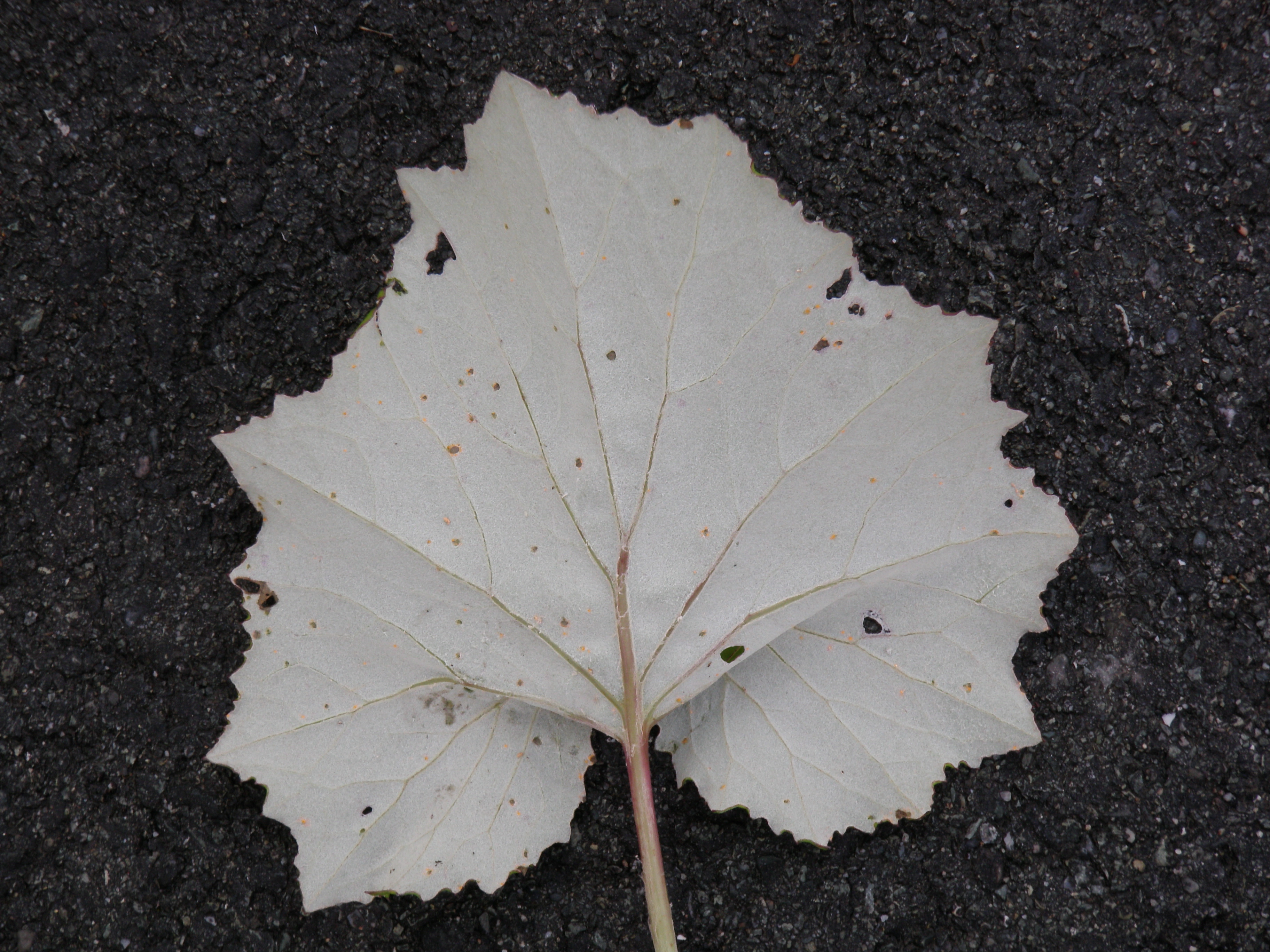 : Tussilago farfara.