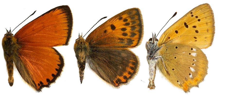 : Lycaena virgaureae.