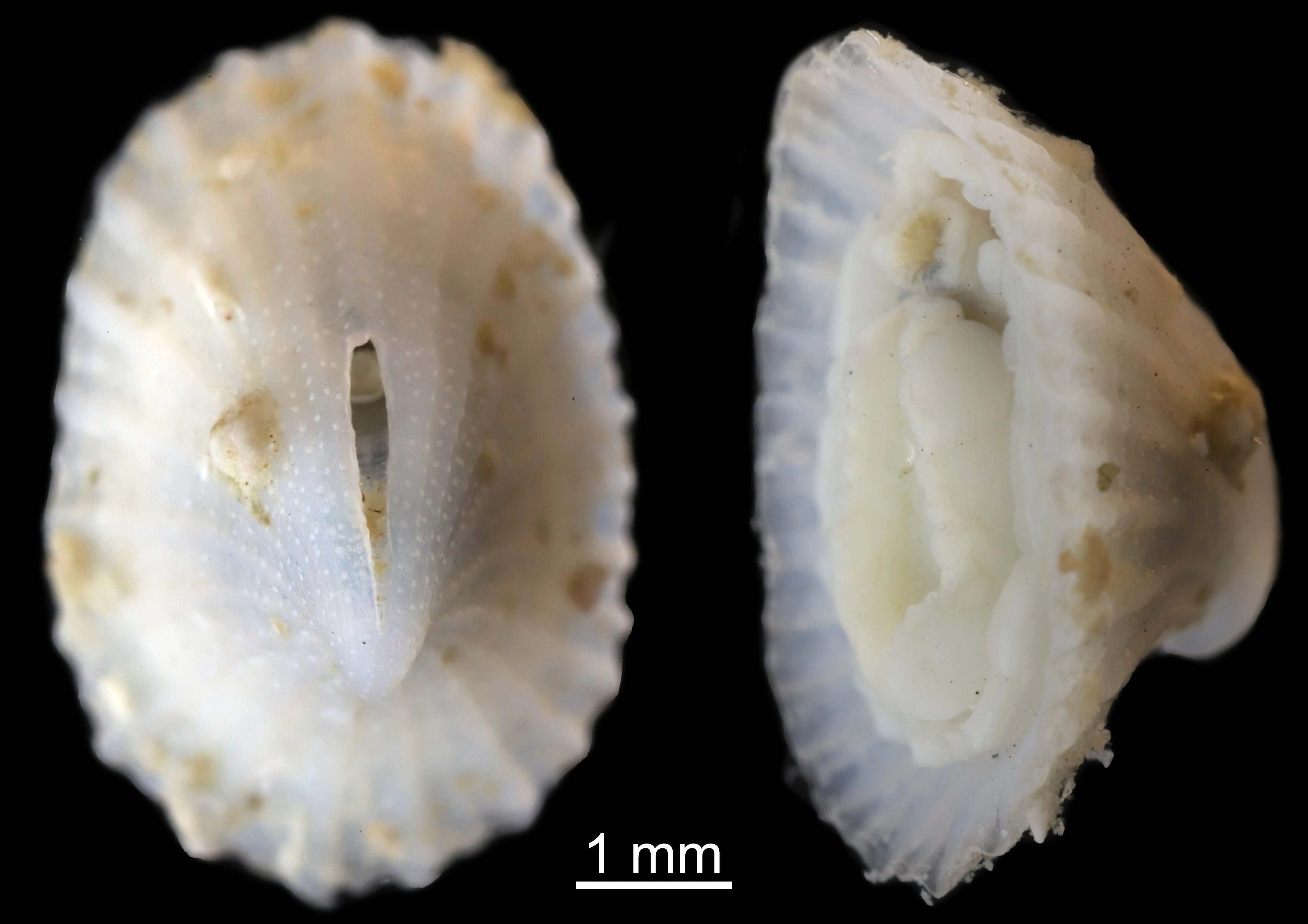 : Puncturella noachina.