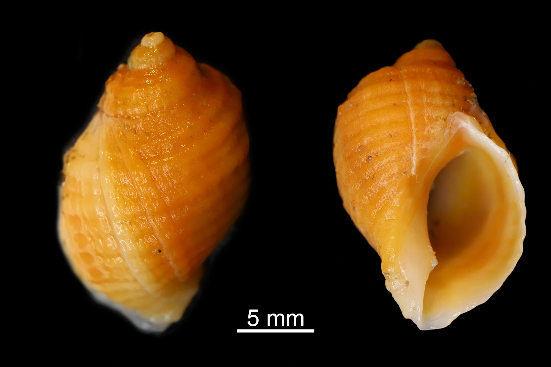 : Nucella lapillus.