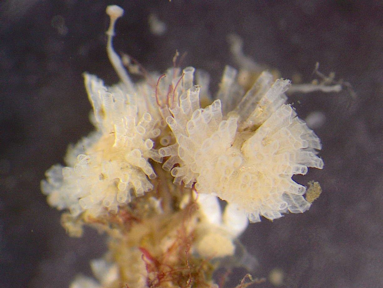 : Tubulipora liliacea.