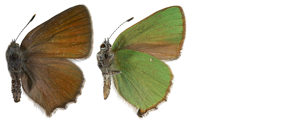 : Callophrys rubi.