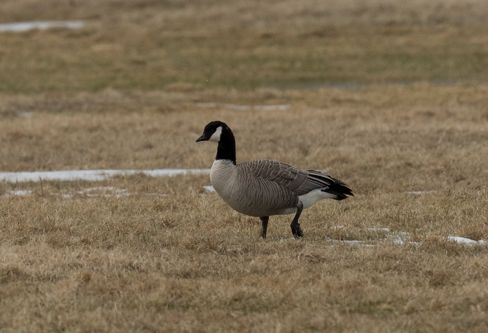 : Branta hutchinsii hutchinsii.