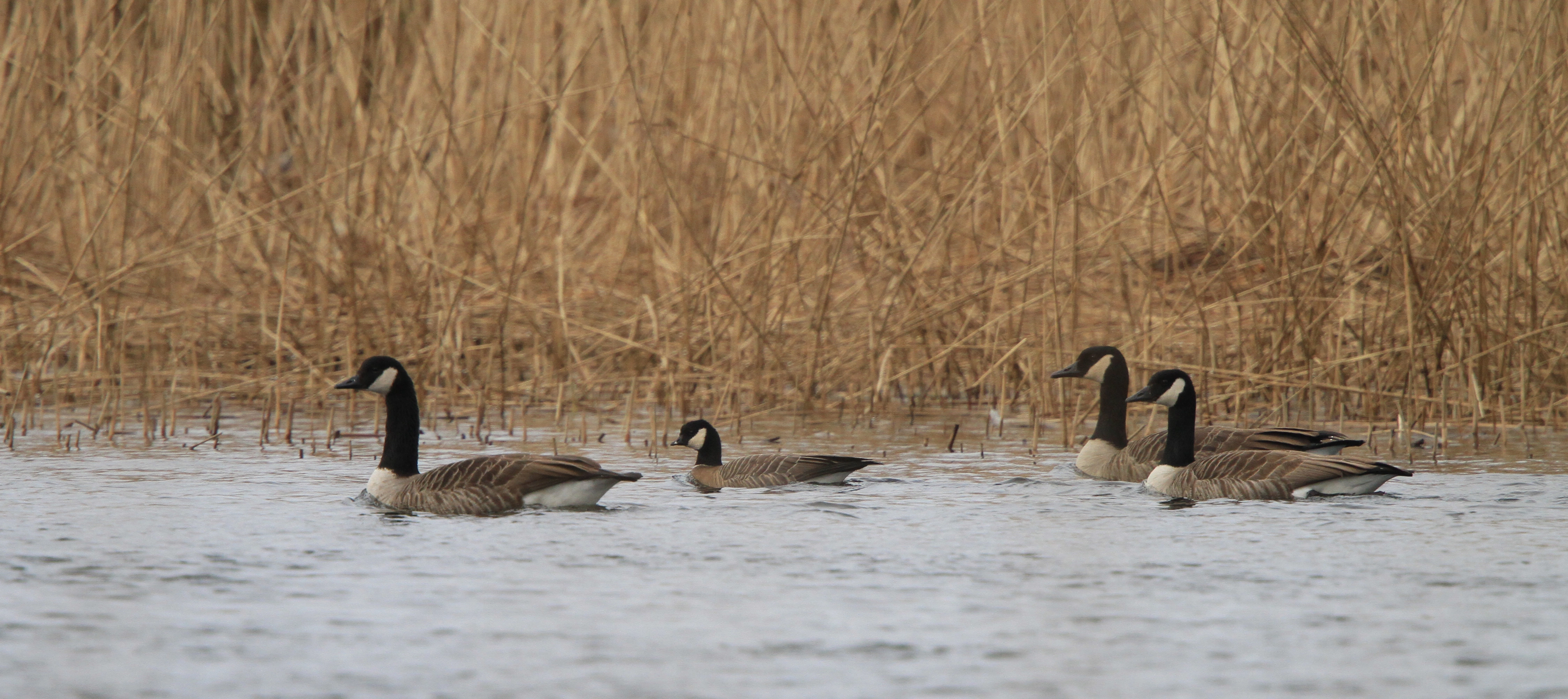 : Branta hutchinsii minima.