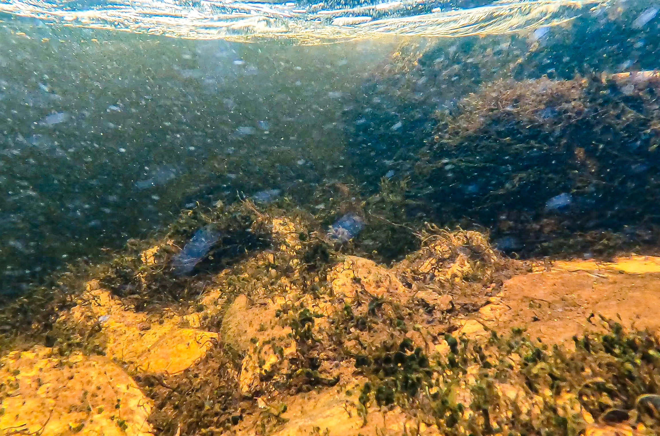 O1-C-9 Kalkfattig fastbunn i humøs og roligflytende elv. O1 Fast elvebunn.