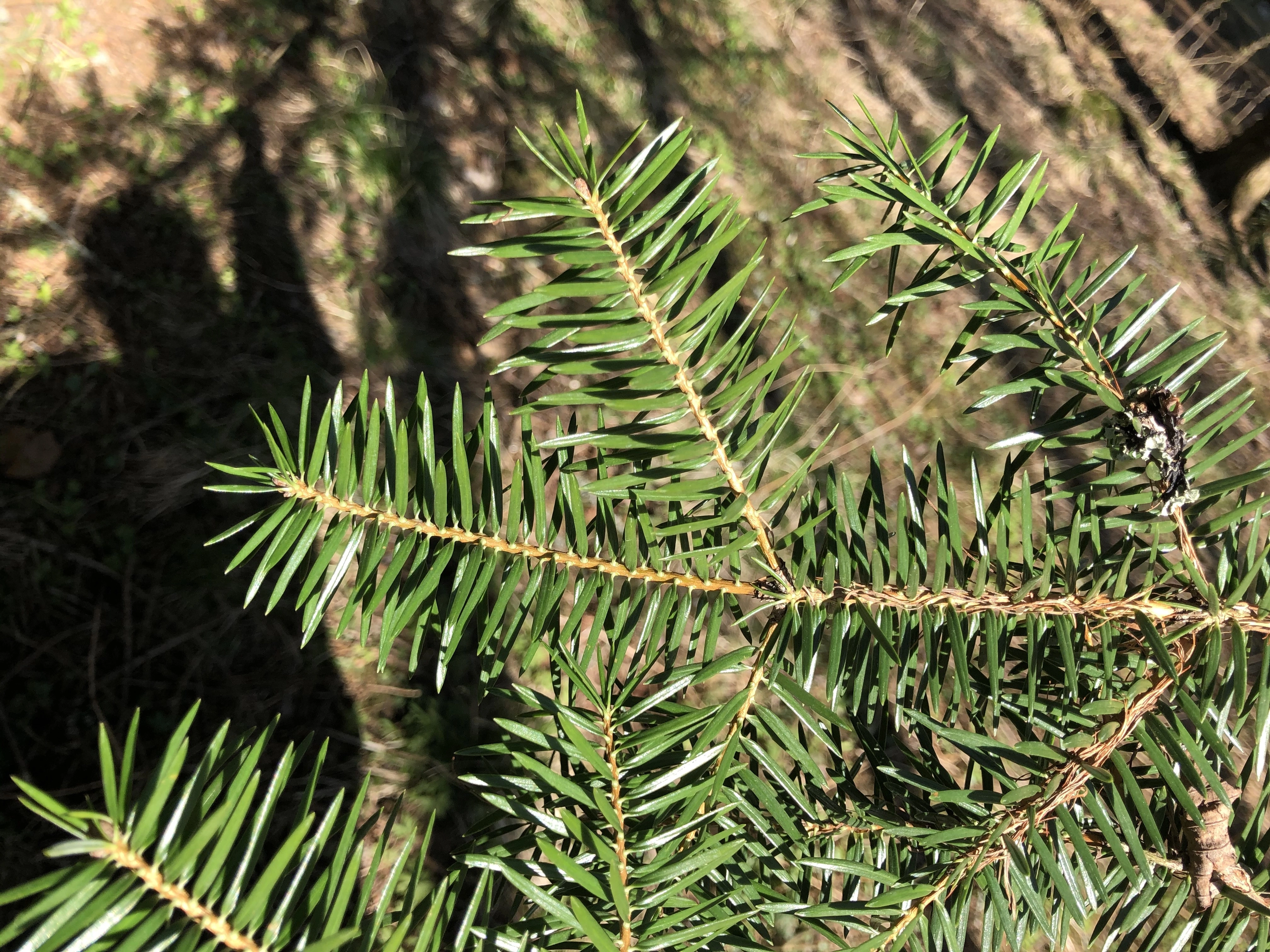 : Abies cephalonica.