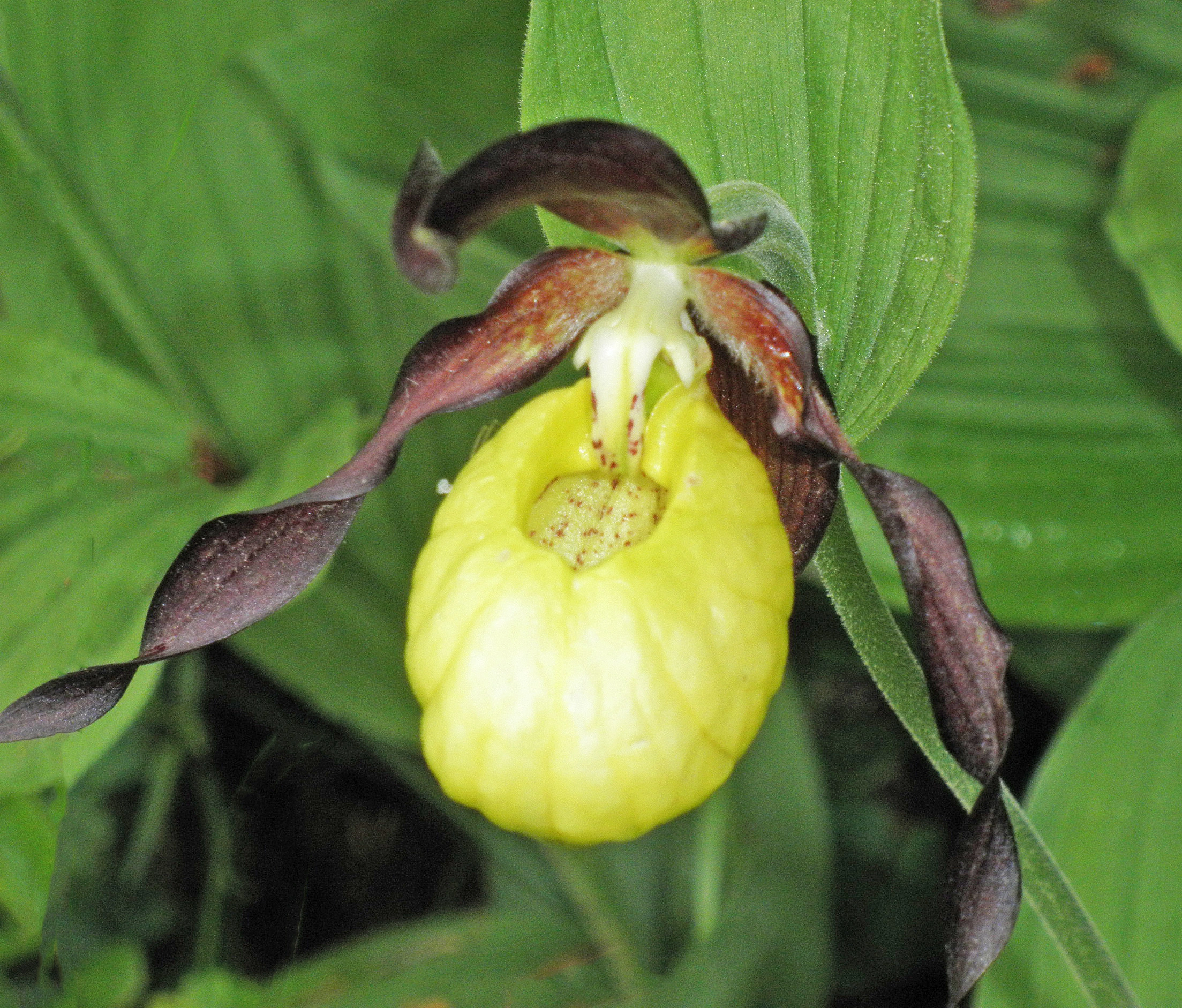 : Cypripedium calceolus.