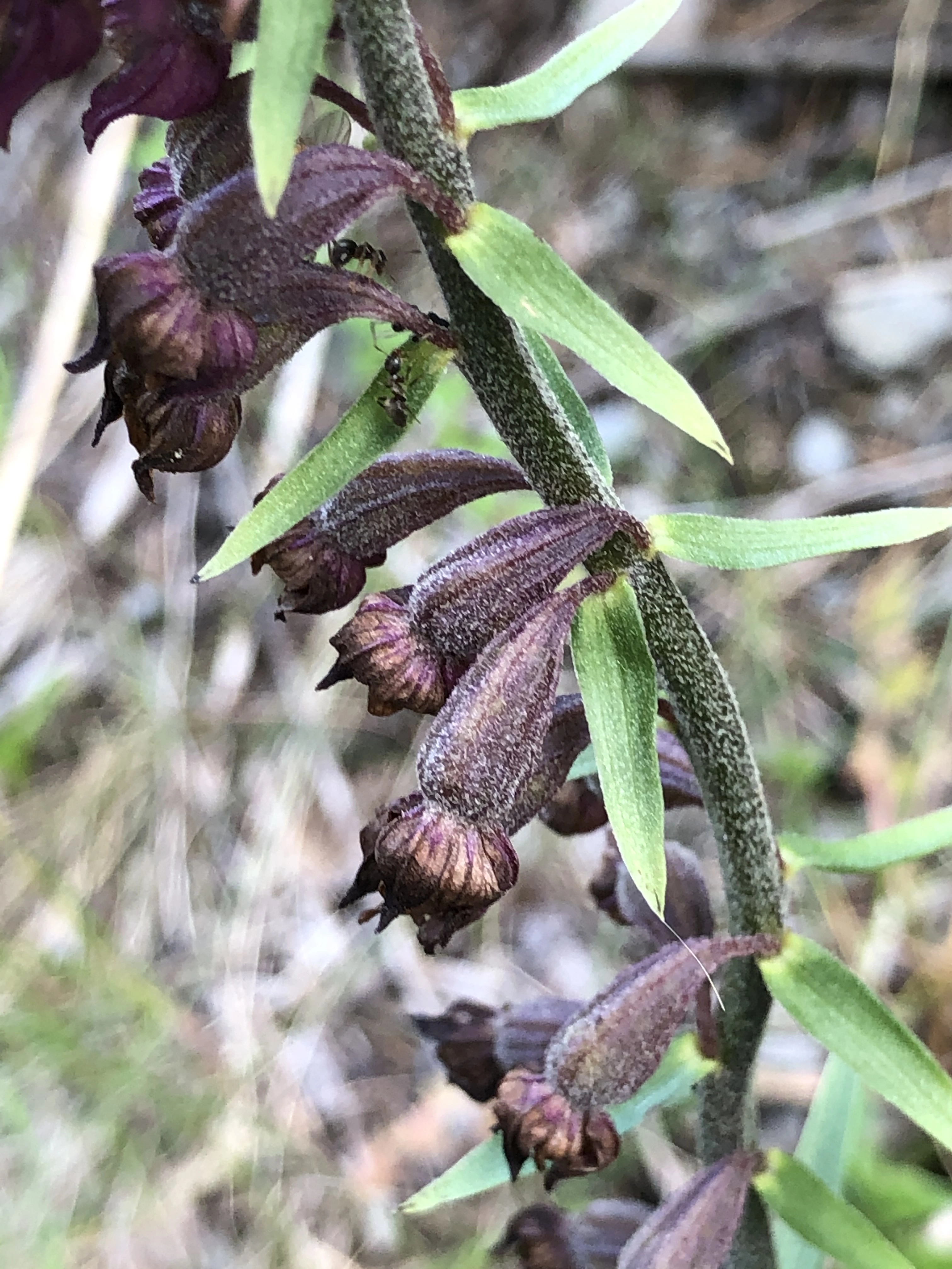 : Epipactis atrorubens.