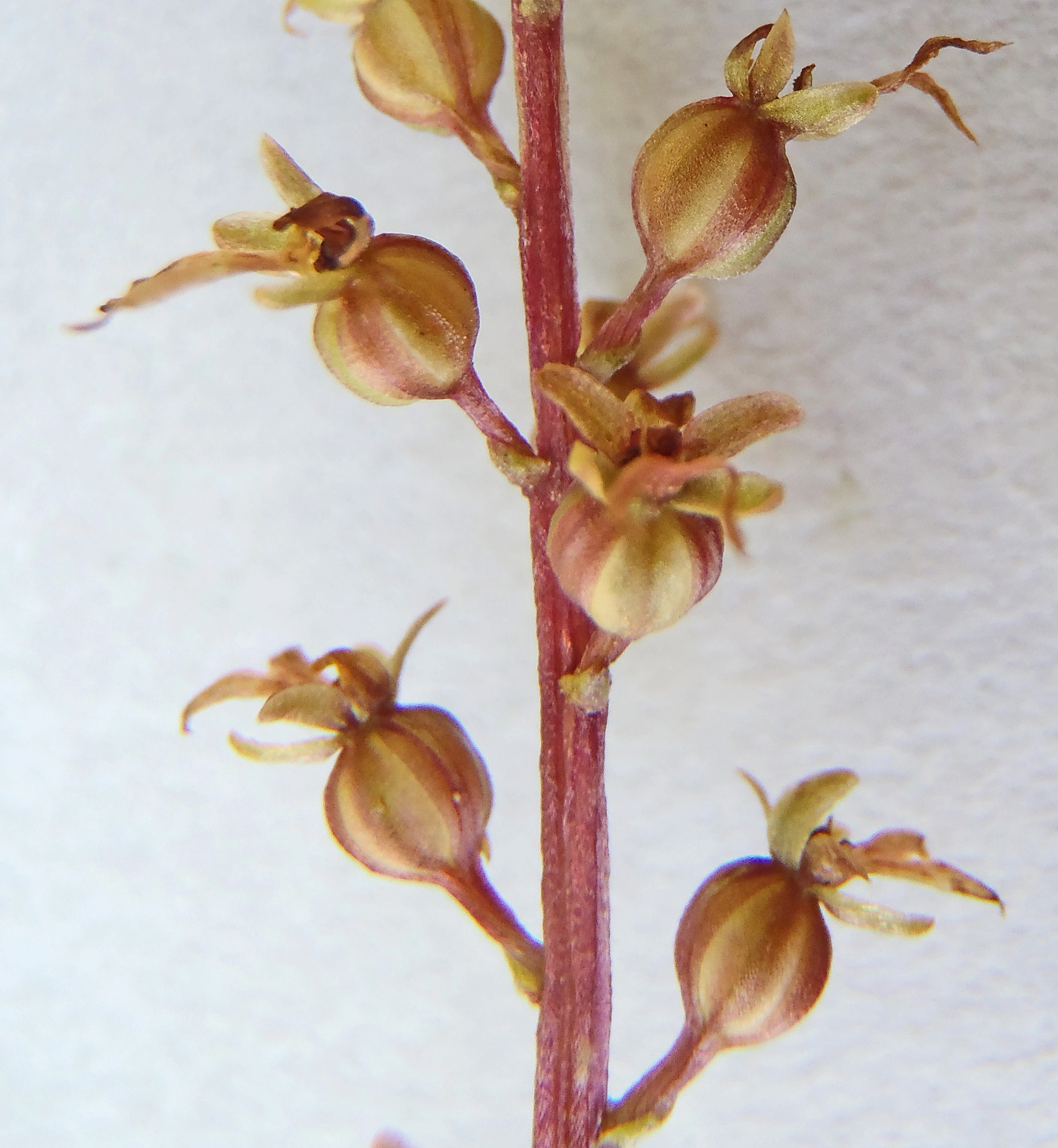 : Neottia cordata.