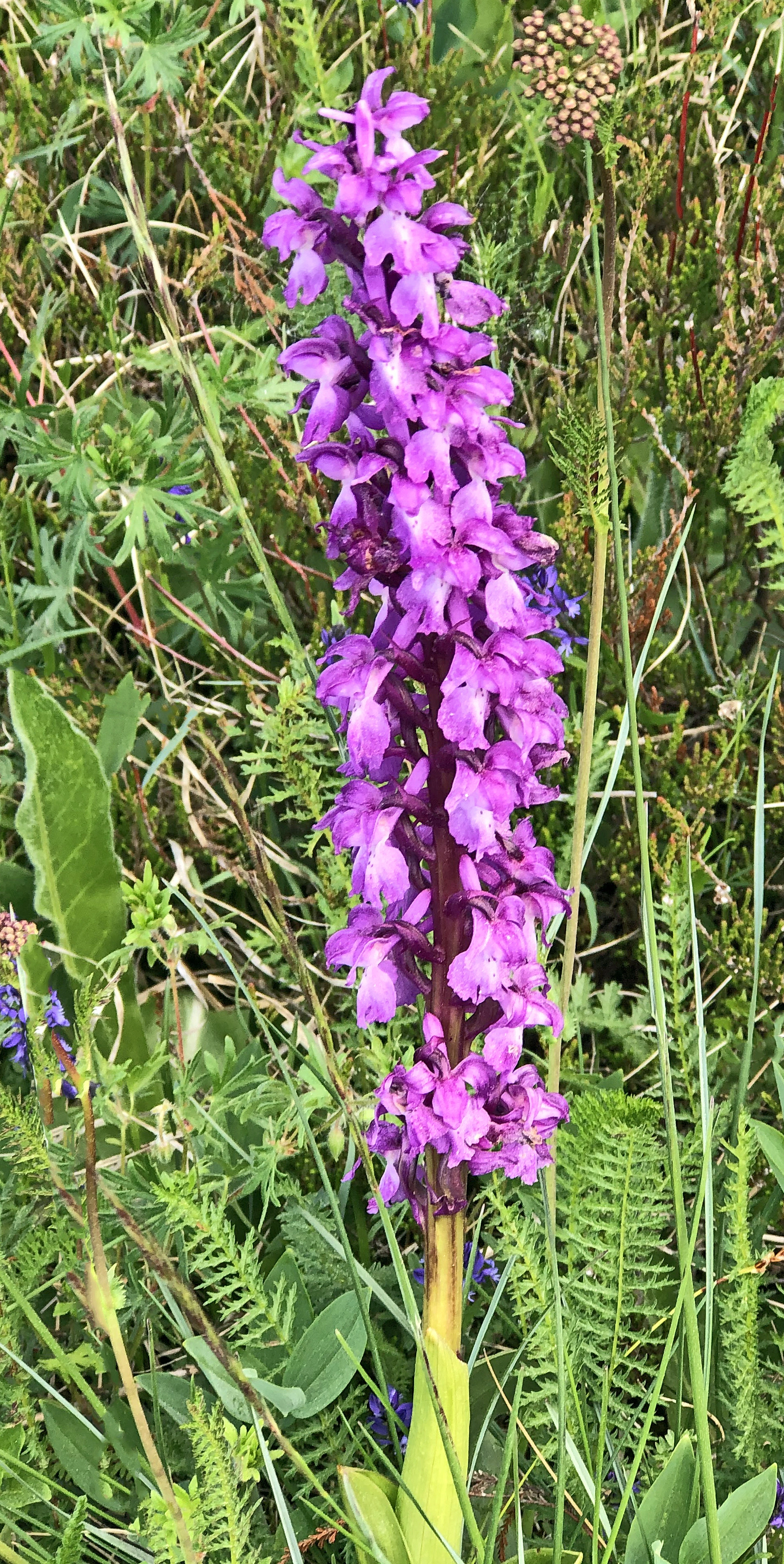 : Orchis mascula.