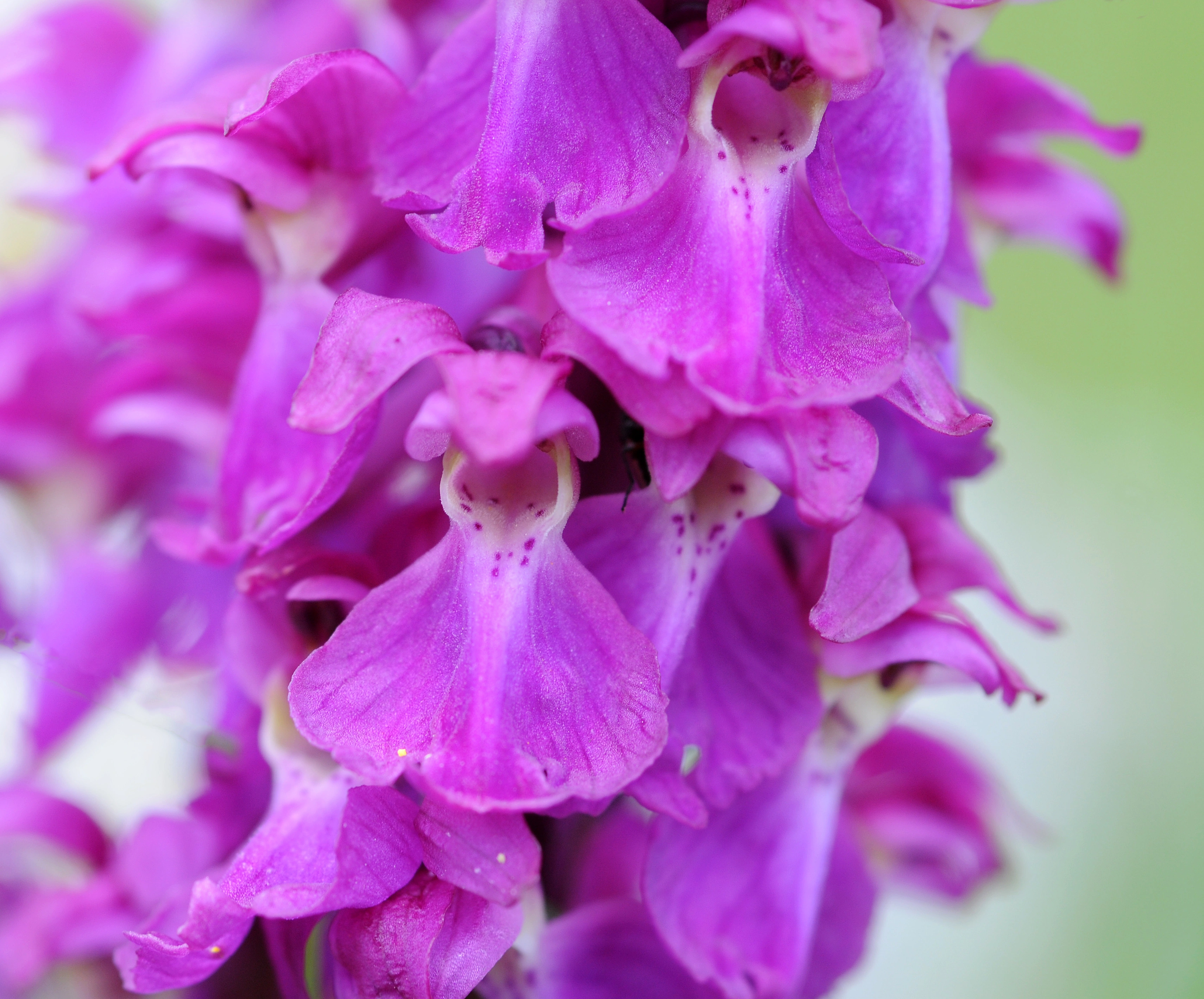 : Orchis mascula.