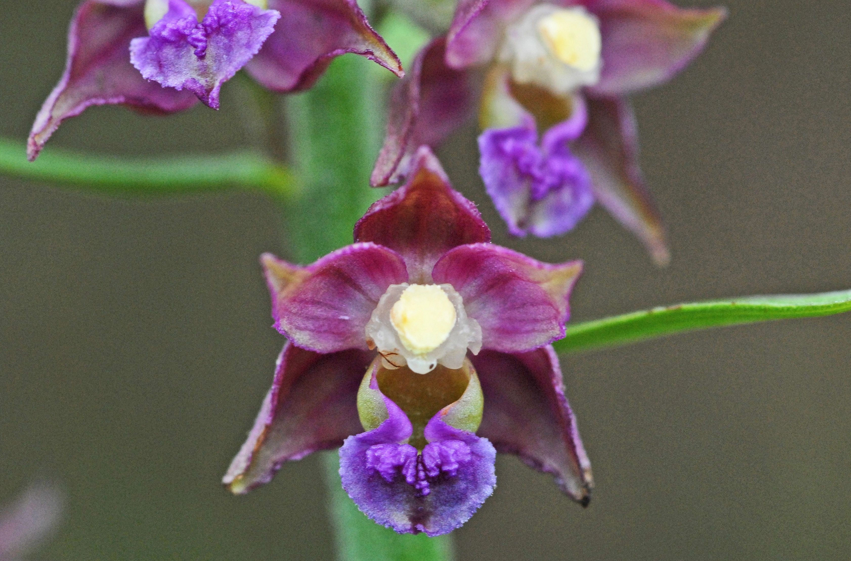 : Epipactis atrorubens.