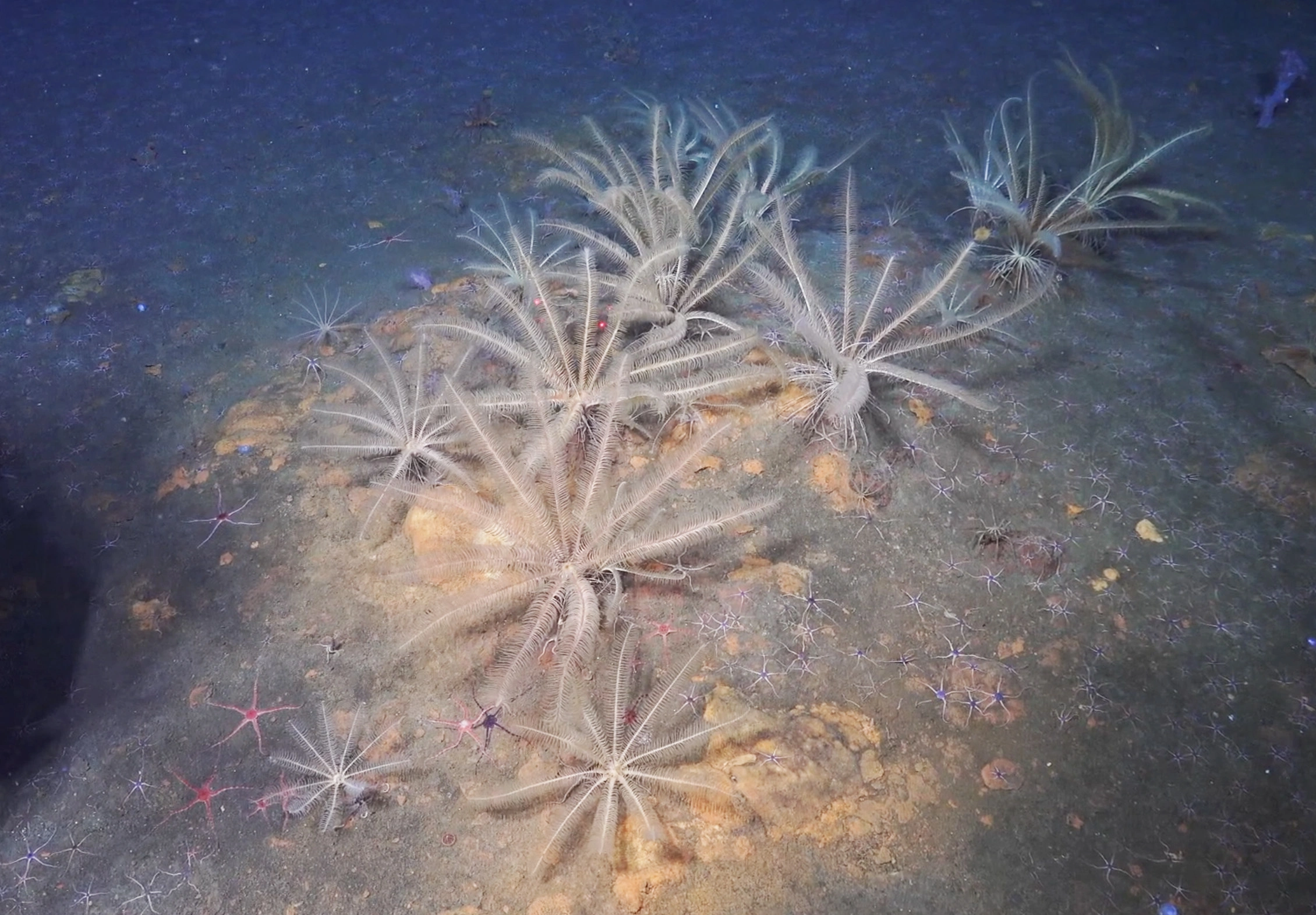 : Crinoidea. : Ophiuroidea.