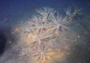 : Crinoidea. : Ophiuroidea.