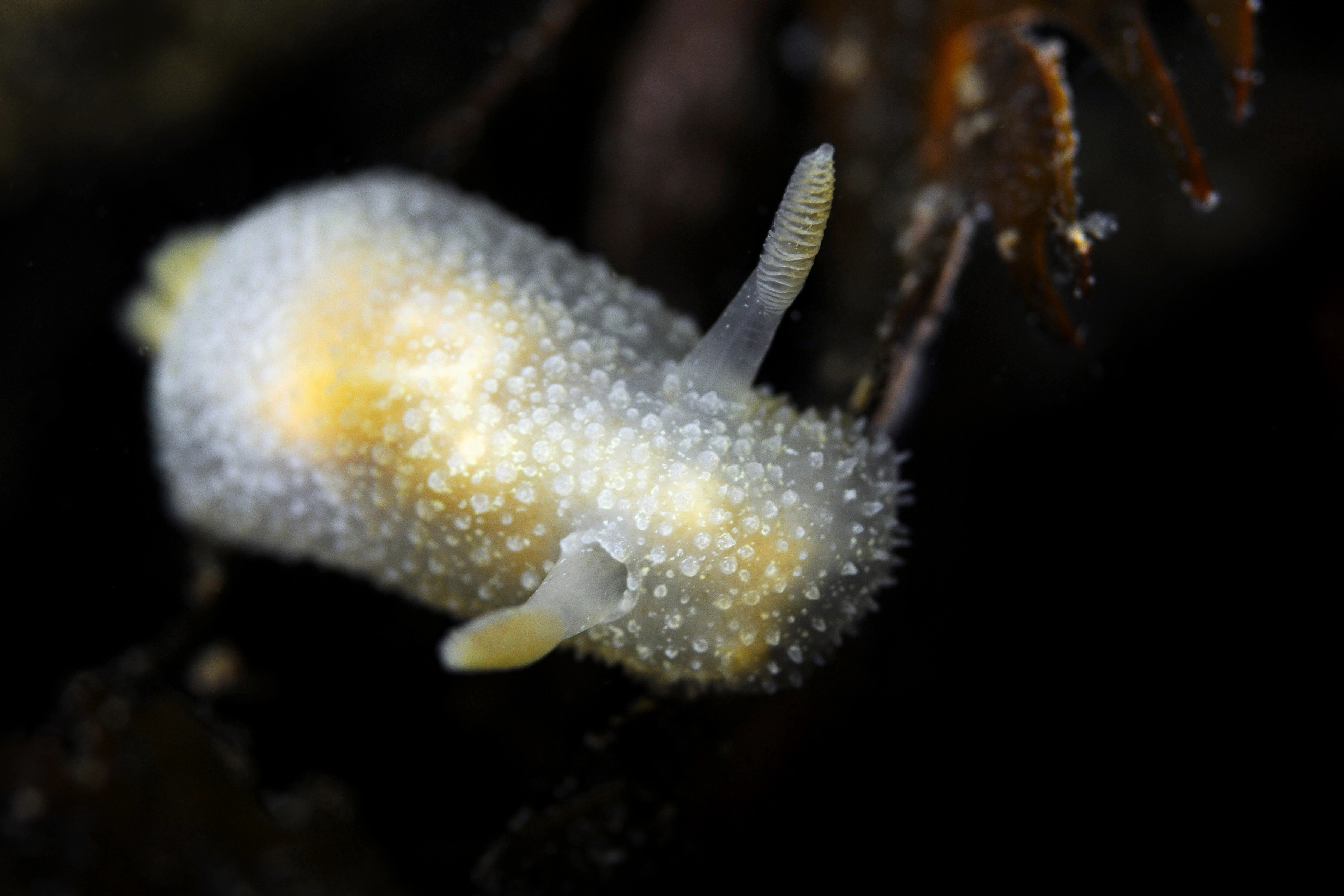 : Acanthodoris pilosa.