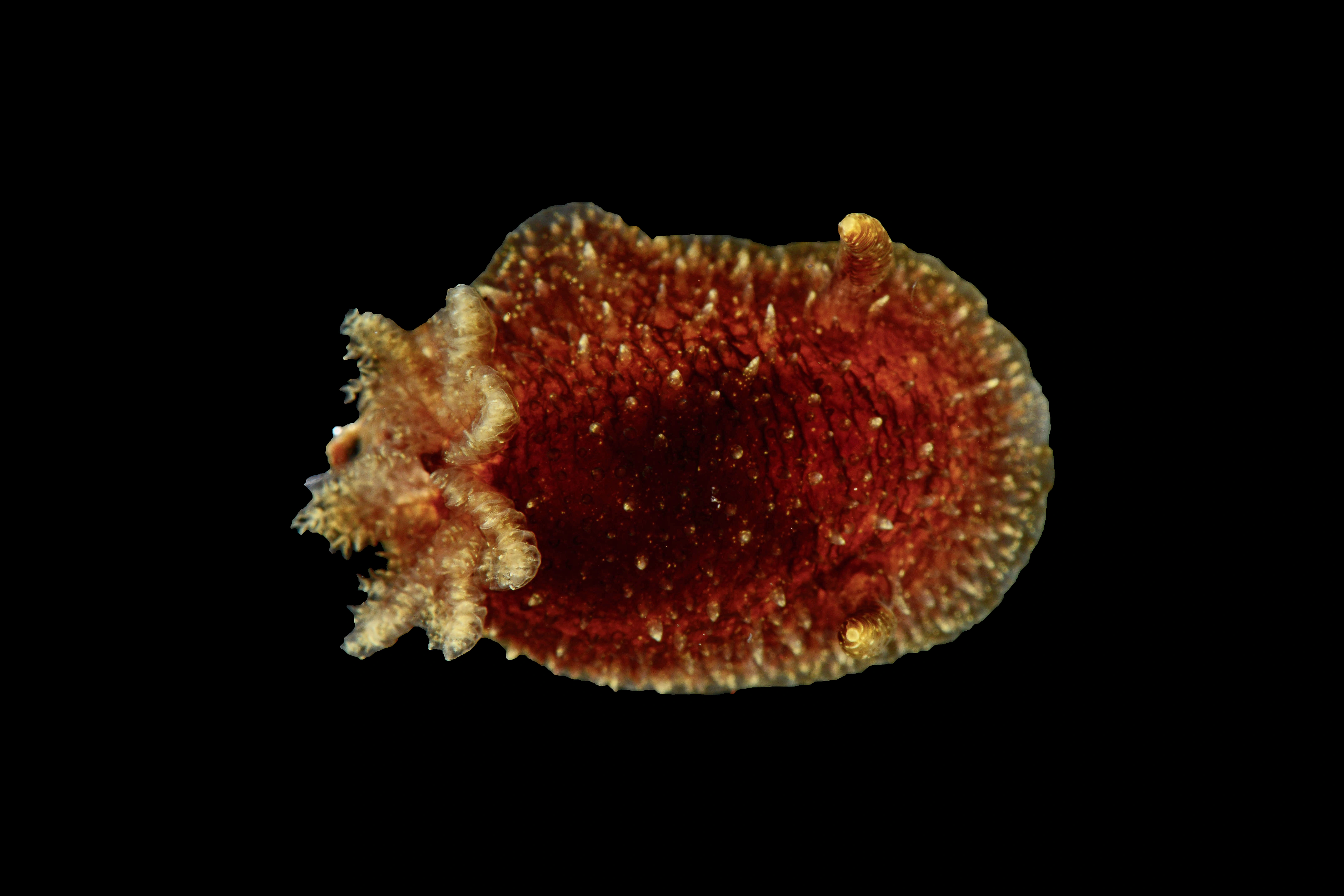 : Acanthodoris pilosa.