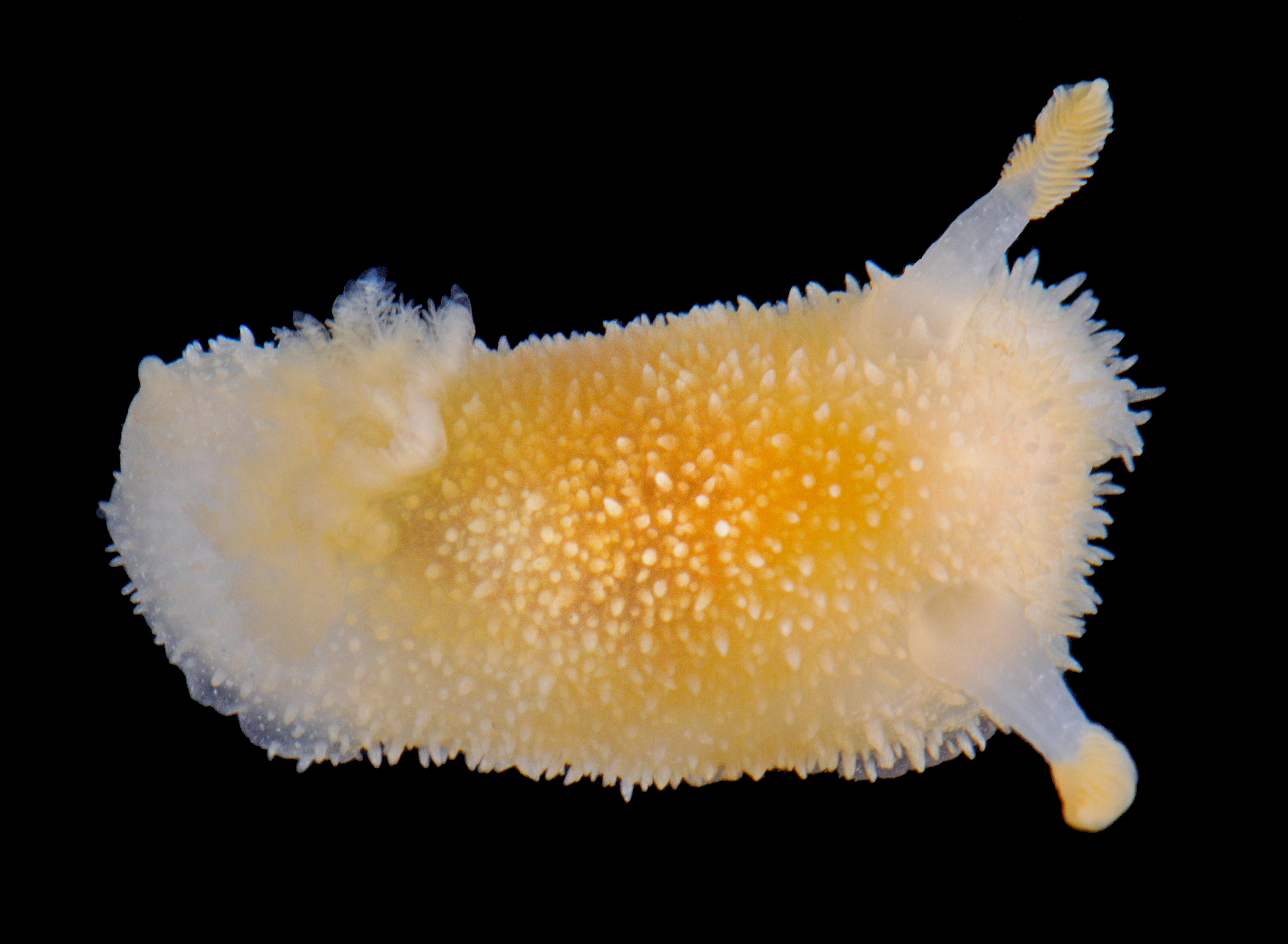 : Acanthodoris pilosa.