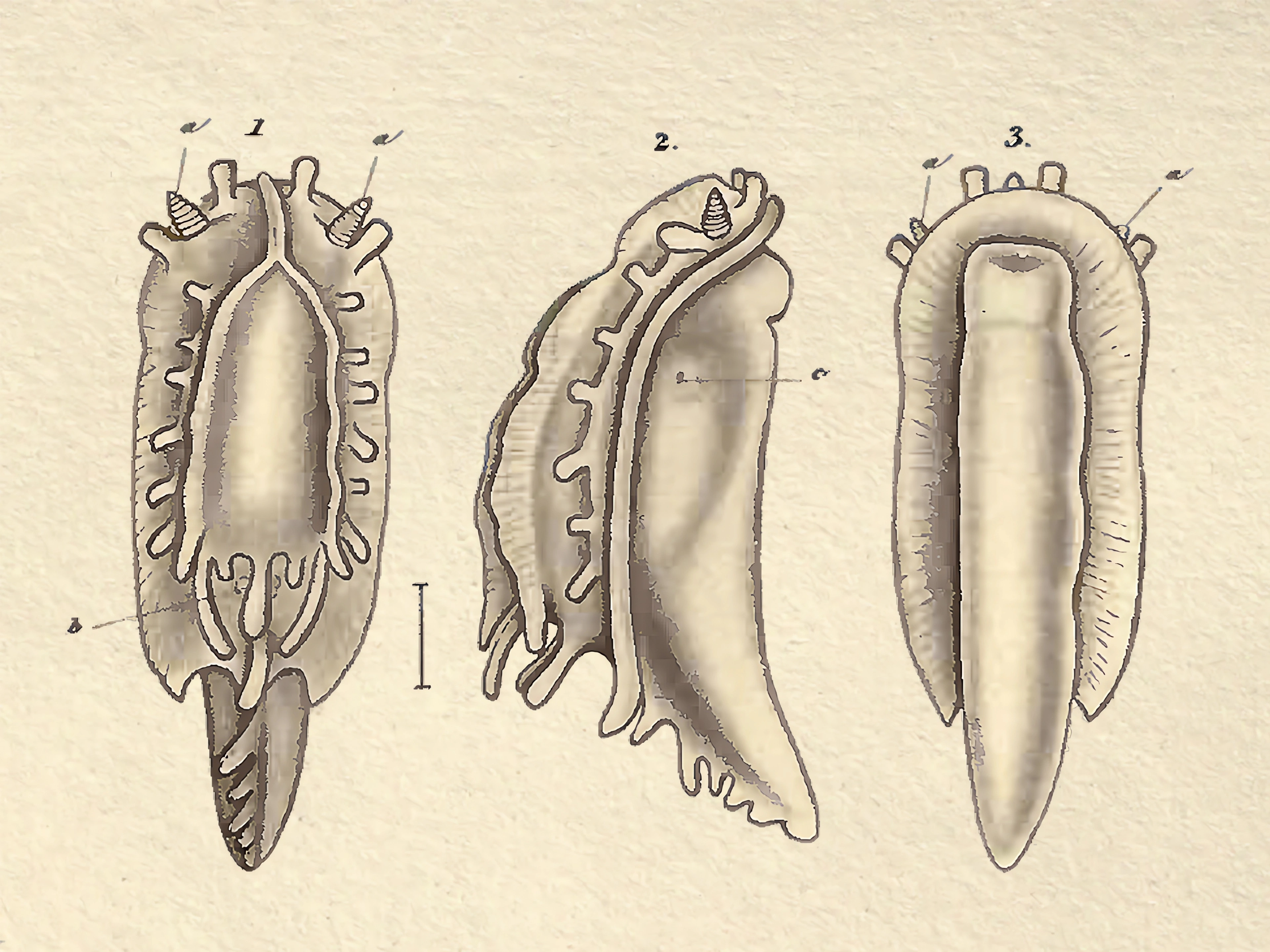 : Aegires incisus.