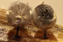 : Lamproderma aeneum.