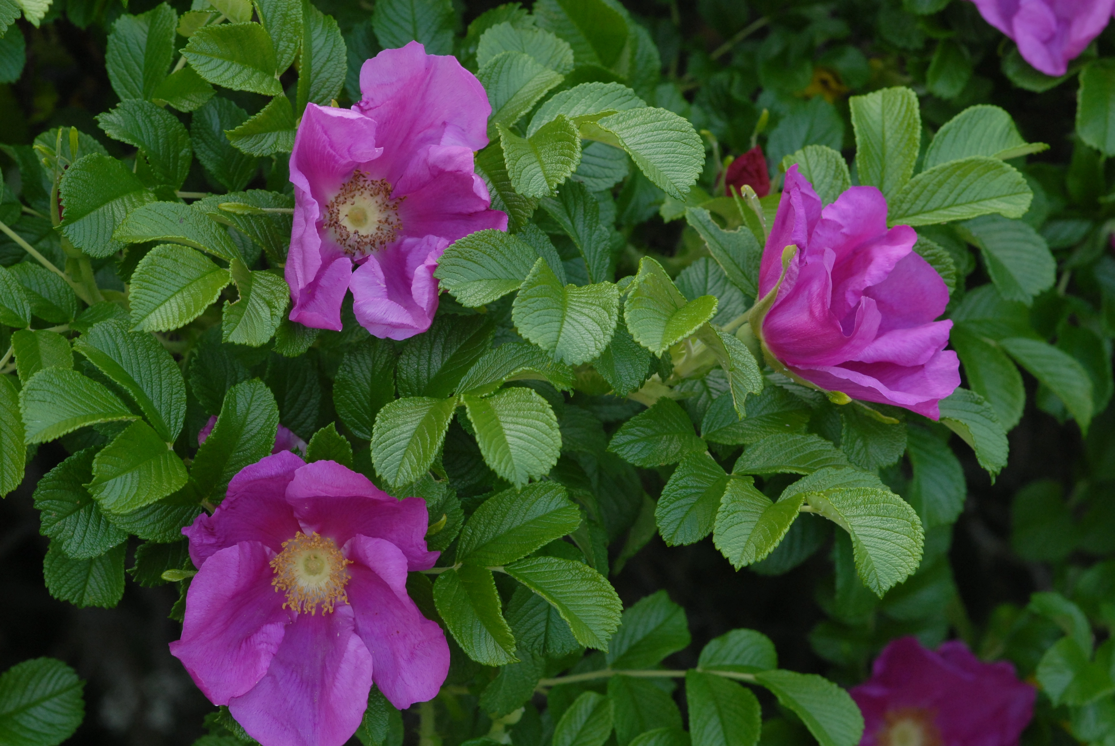 : Rosa rugosa.