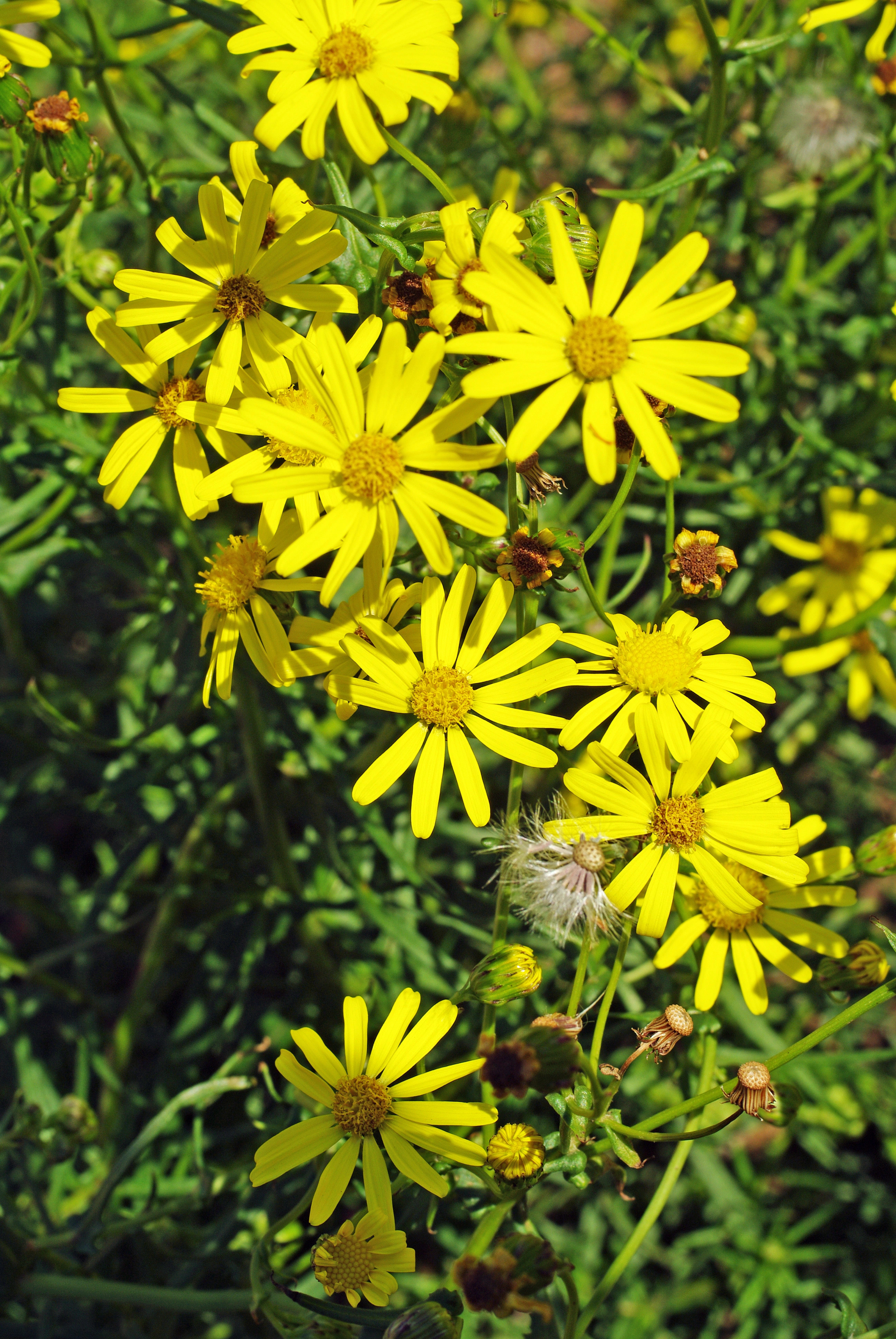 : Senecio inaequidens.